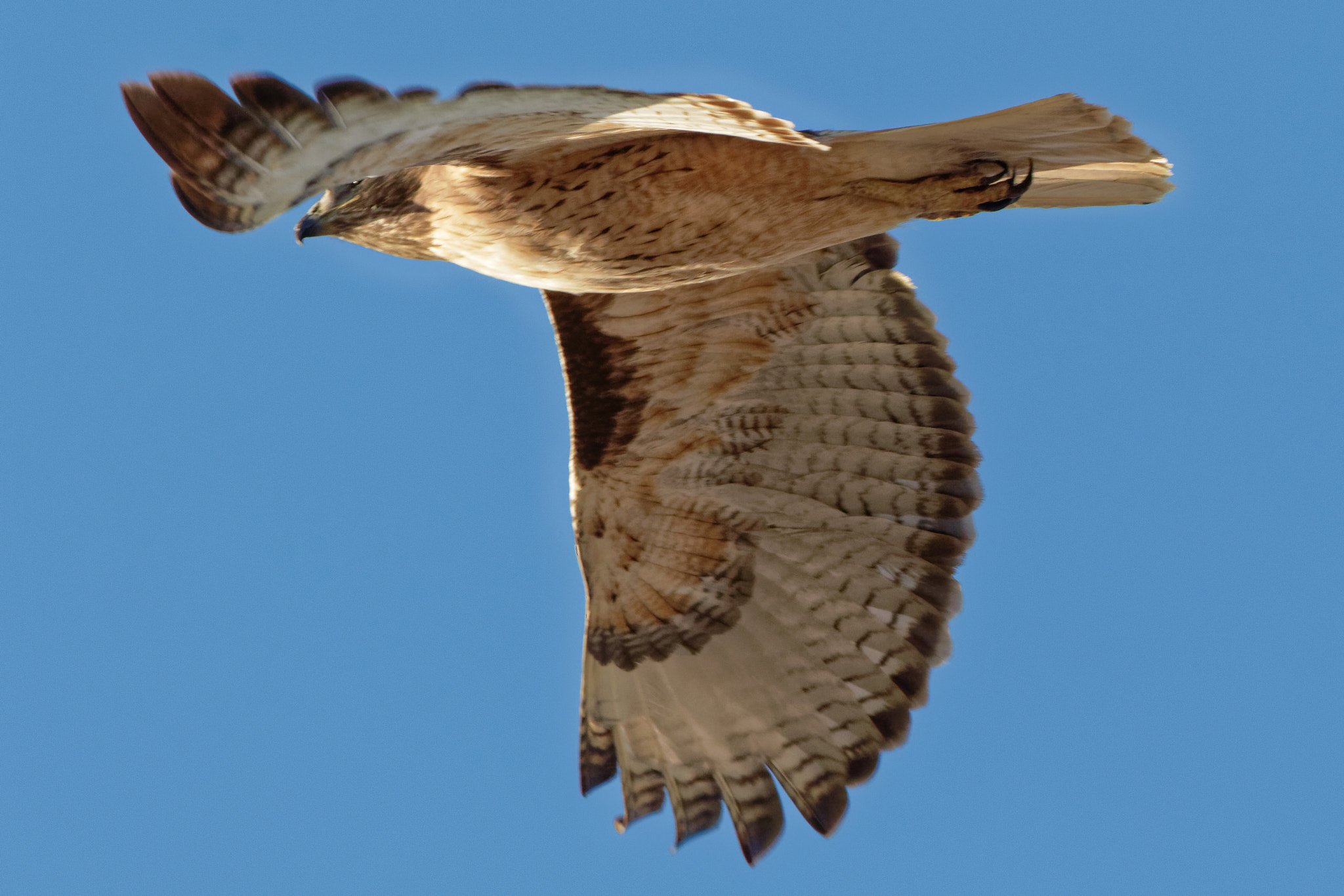 Canon EOS 7D Mark II + Canon EF 100-400mm F4.5-5.6L IS USM sample photo. Taking flight. photography