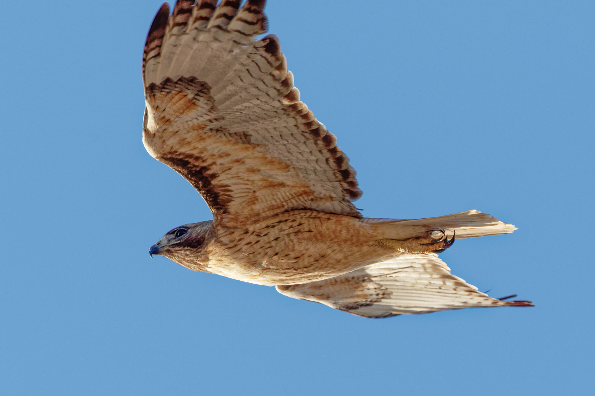 Canon EF 100-400mm F4.5-5.6L IS USM sample photo. Taking flight. photography