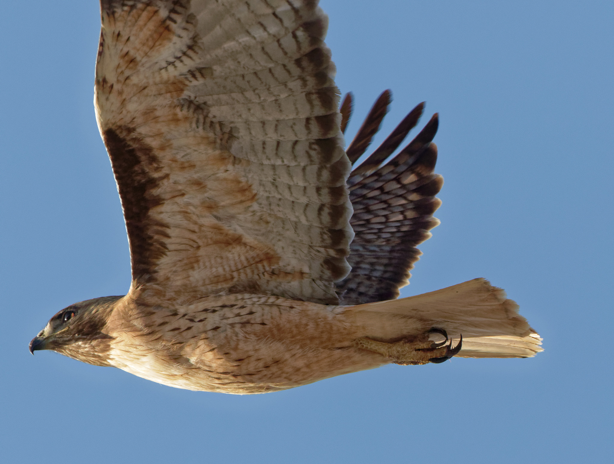 Canon EOS 7D Mark II + Canon EF 100-400mm F4.5-5.6L IS USM sample photo. Taking flight. photography