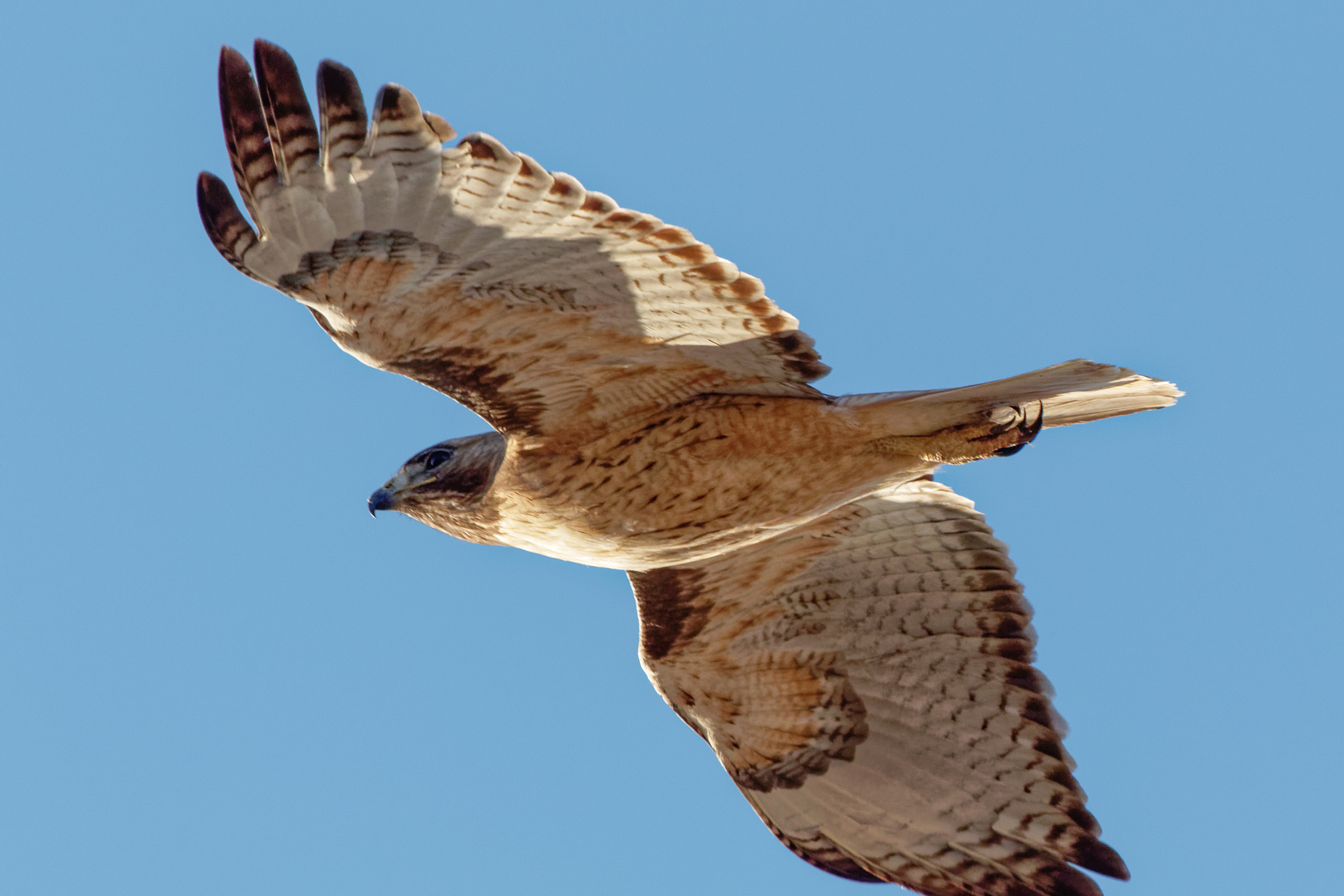 Canon EOS 7D Mark II + Canon EF 100-400mm F4.5-5.6L IS USM sample photo. Taking flight. photography