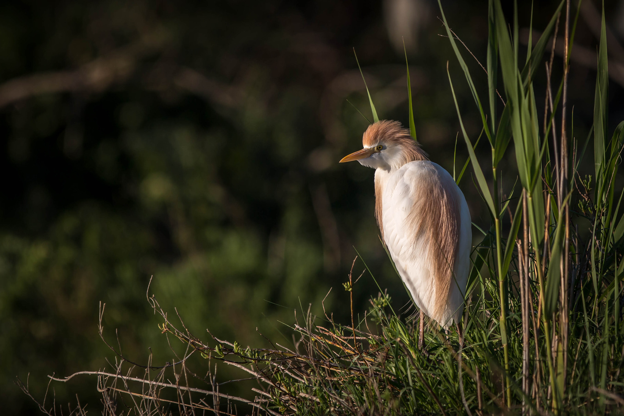 Canon EOS 70D + Canon EF 300mm F2.8L IS USM sample photo. Héron garde-boeufs photography