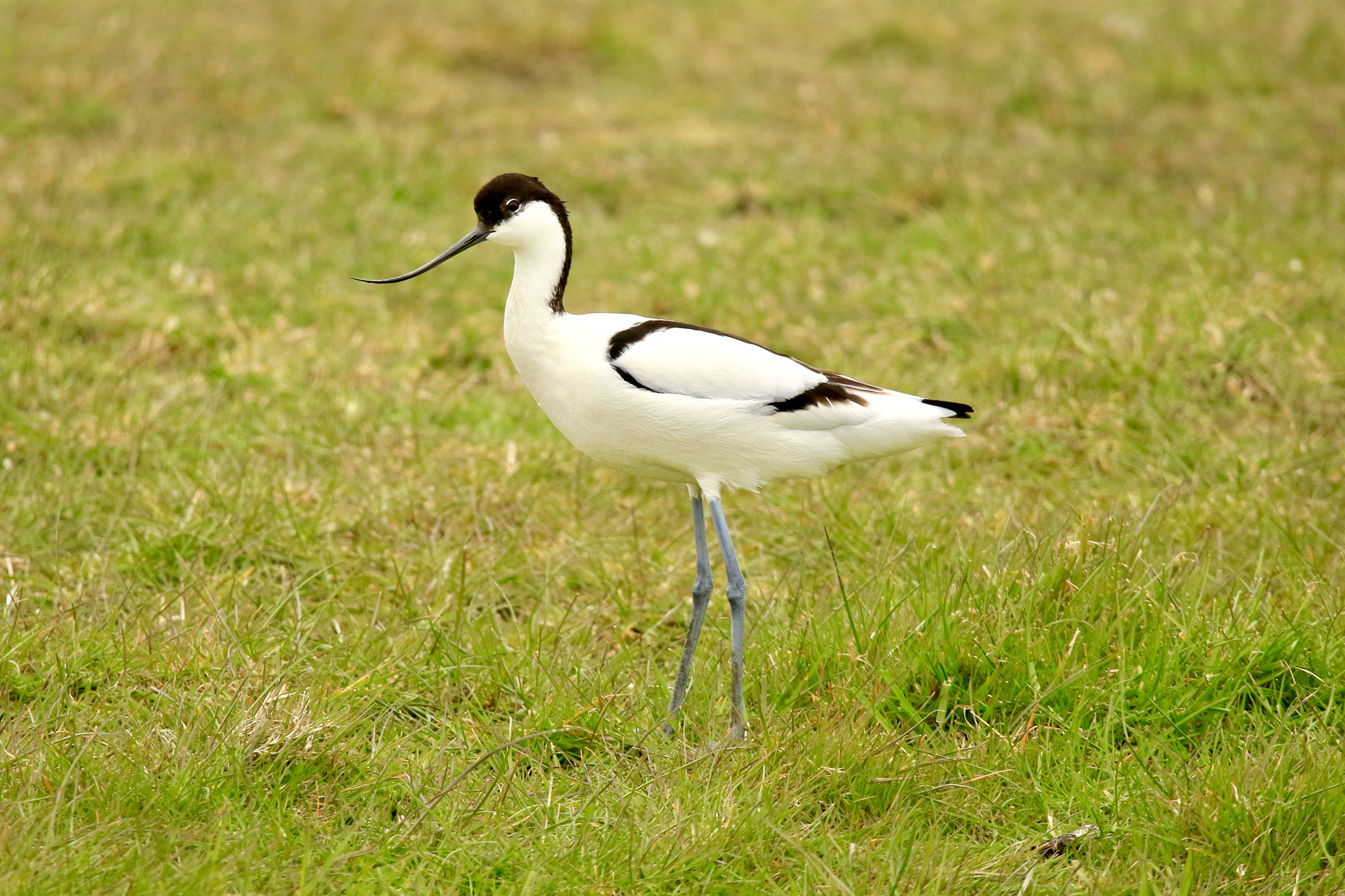 Canon EOS 7D Mark II sample photo. Avocet,picture was taken behind the sea wall at the wadden sea. photography