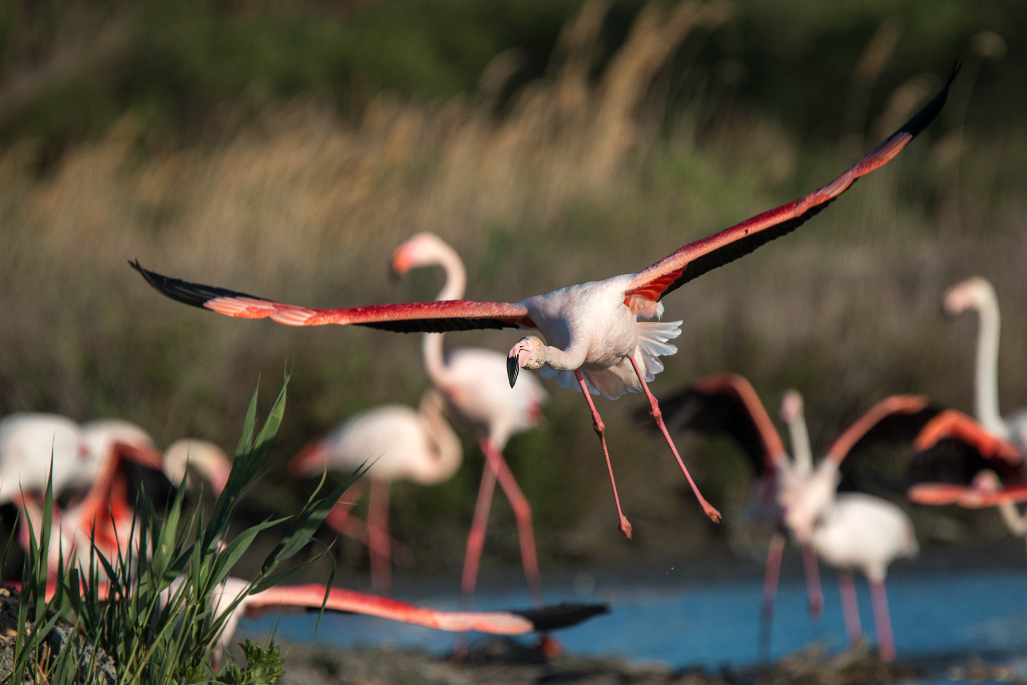 Canon EF 300mm F2.8L IS USM sample photo. Attérrissage photography