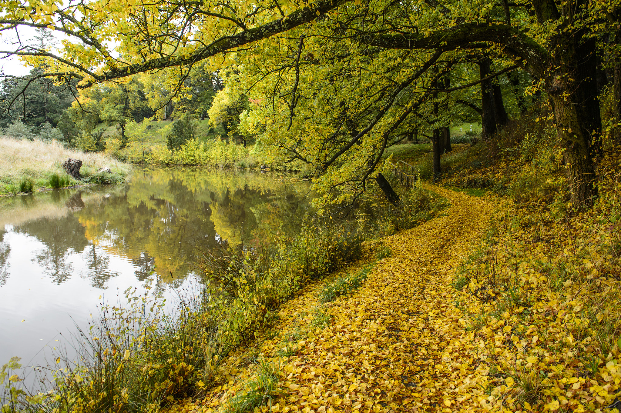 Nikon AF-S Nikkor 24-70mm F2.8G ED sample photo. Autumn path photography