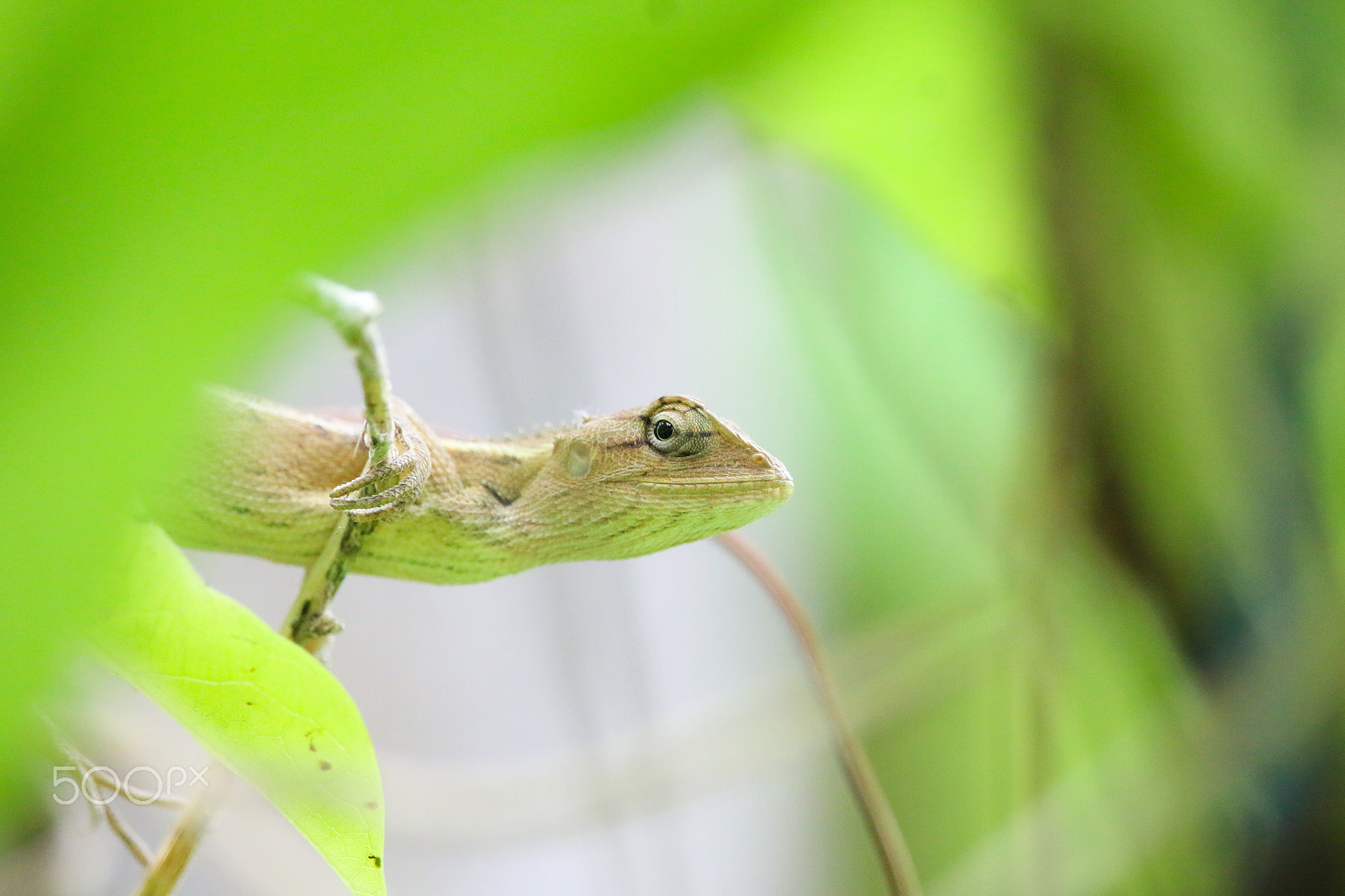 Canon EF-S 55-250mm F4-5.6 IS STM sample photo. Garden lizard & butterfly photography
