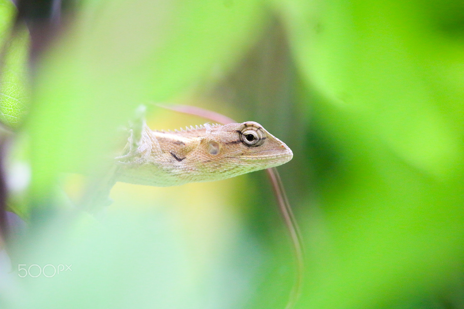 Canon EOS 70D sample photo. Garden lizard & butterfly photography
