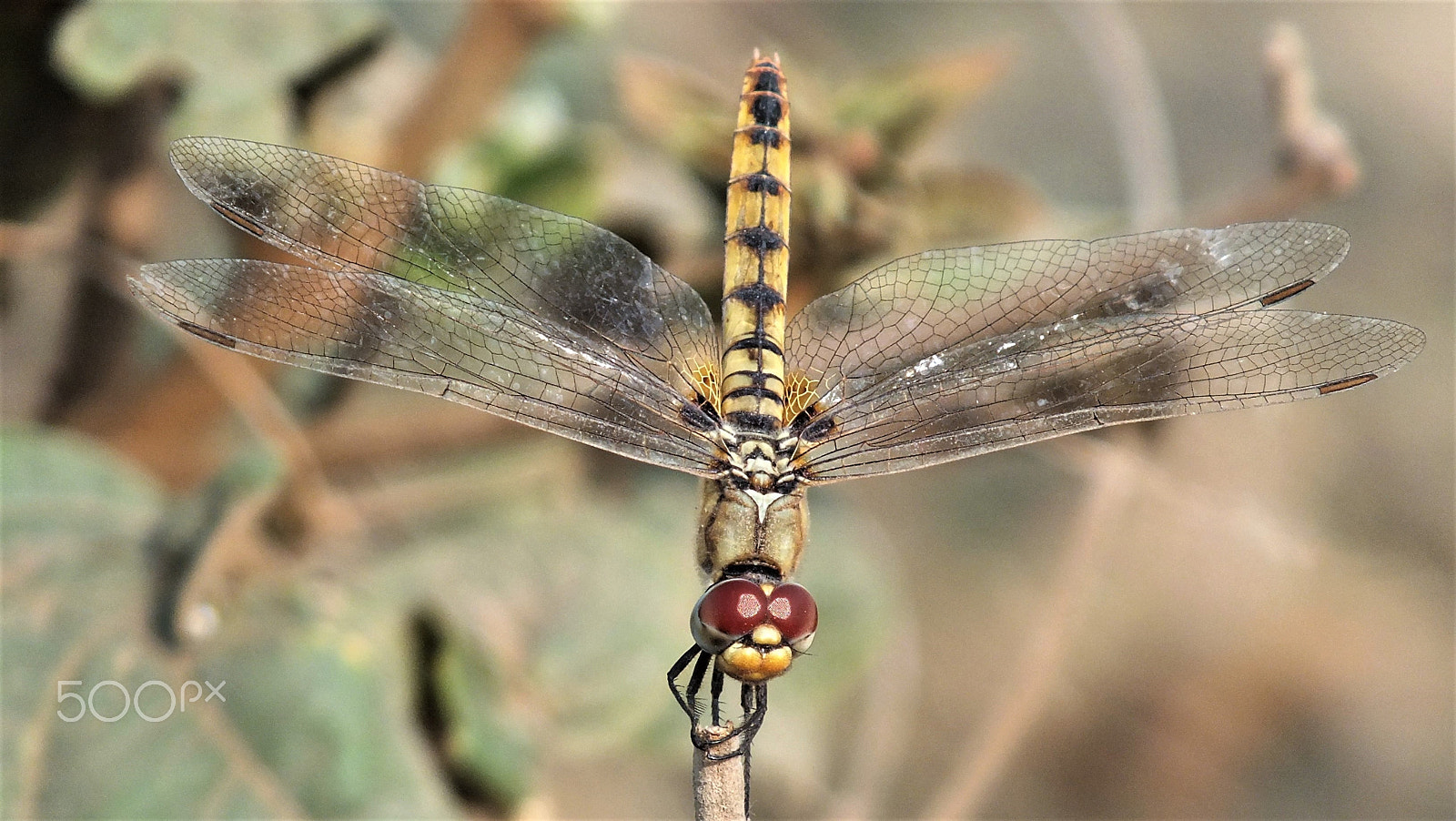 Fujifilm FinePix HS28EXR sample photo. Dragonfly photography