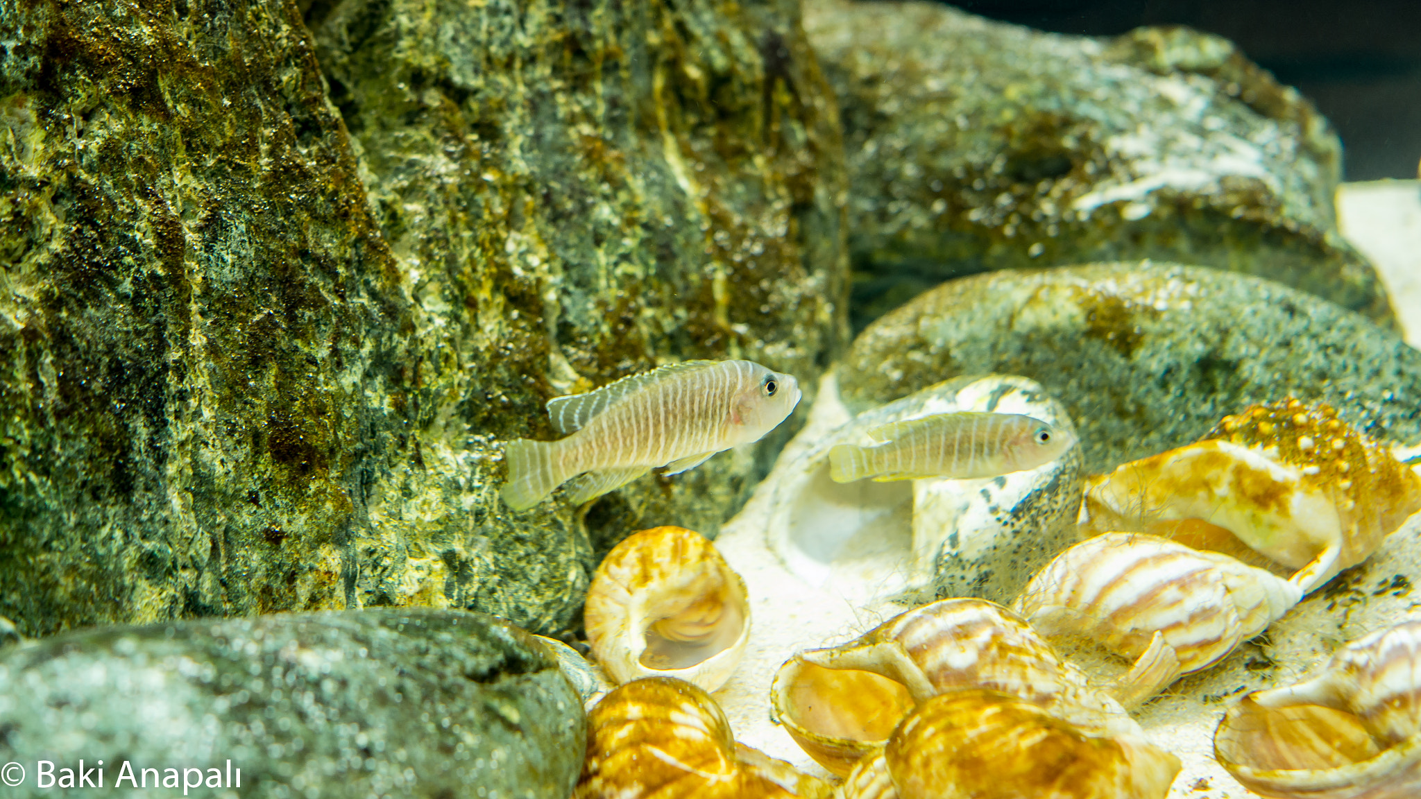 Olympus OM-D E-M10 II + Olympus M.Zuiko Digital 17mm F1.8 sample photo. Aquarium photography