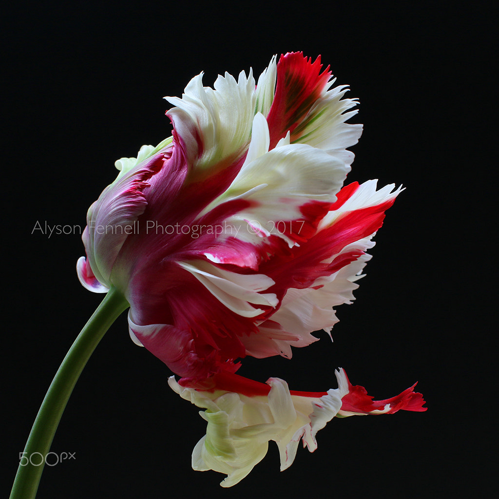 Canon EF 50mm F1.2L USM sample photo. Parrot tulip photography