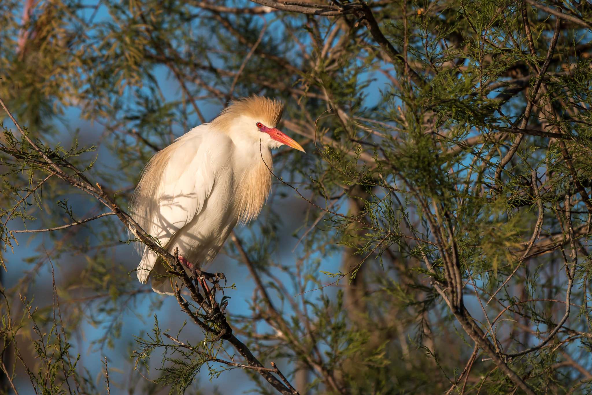 Canon EF 300mm F2.8L IS USM sample photo. Héron garde boeufs photography