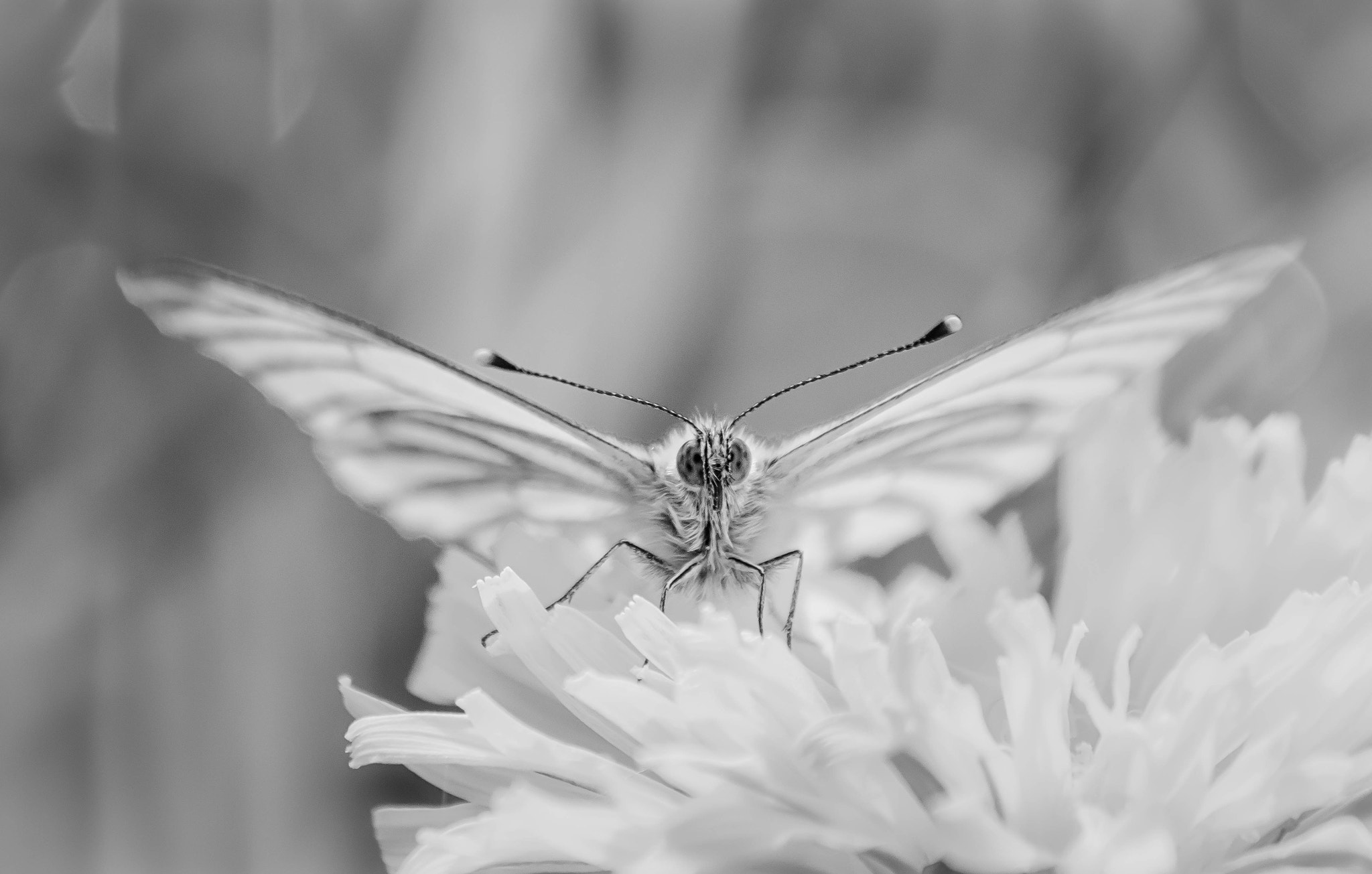 Canon EF-S 55-250mm F4-5.6 IS sample photo. The butterfly photography