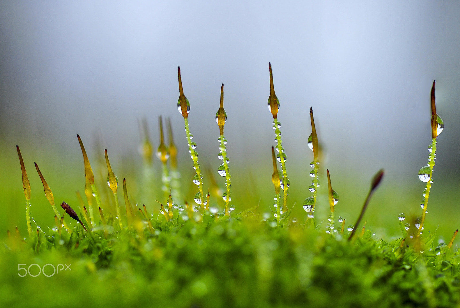 Nikon D3000 sample photo. Morning dew photography