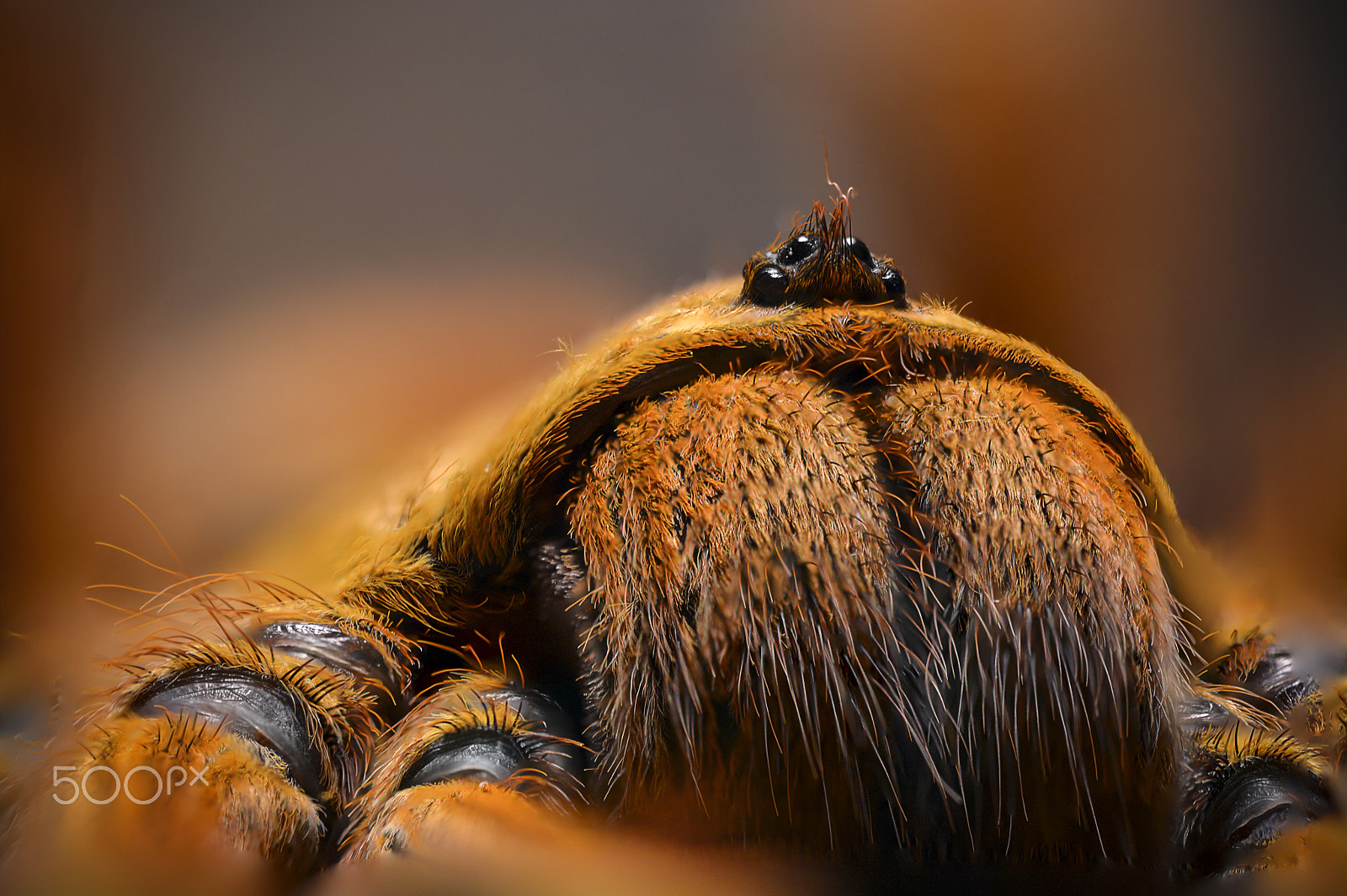 Sigma 105mm F2.8 EX DG OS HSM sample photo. Look in my eyes photography