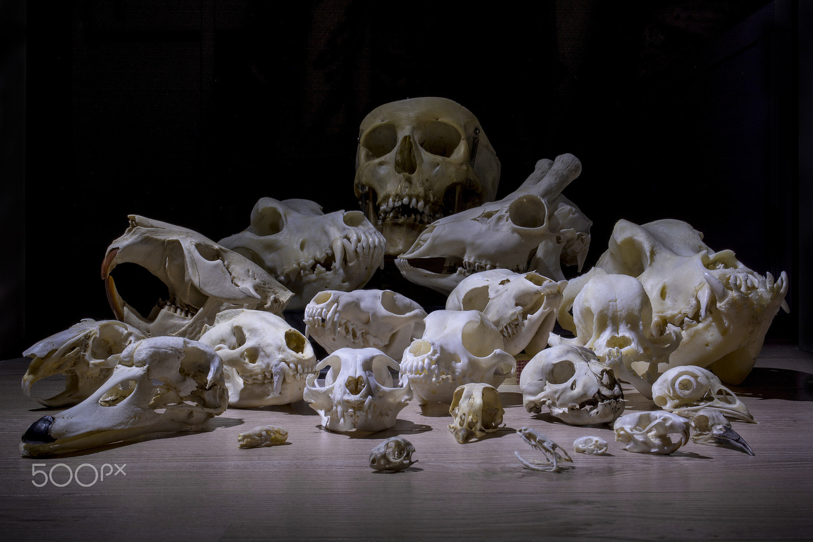 Nikon D7100 sample photo. Afterlife photography