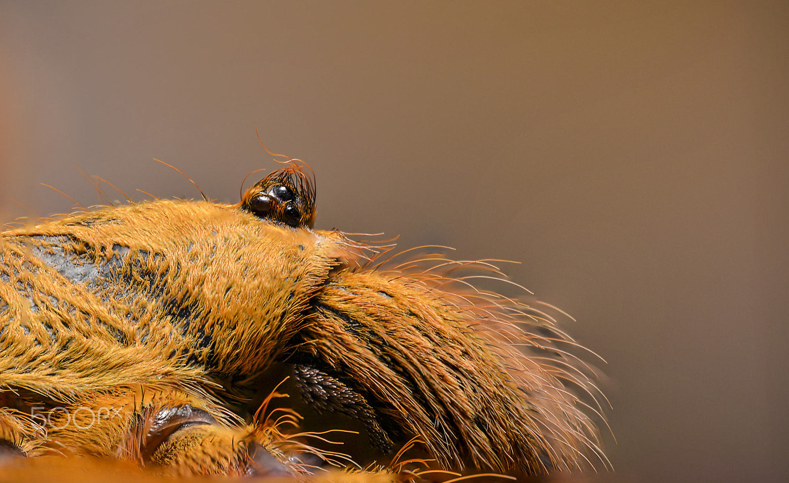 Sigma 105mm F2.8 EX DG OS HSM sample photo. Portrait photography