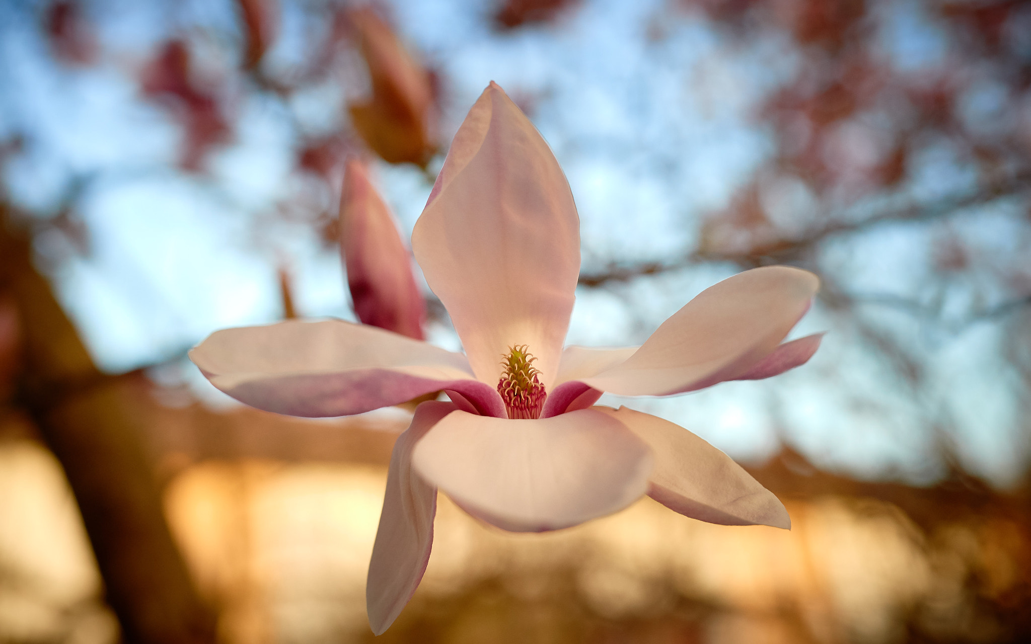 Nikon D4S + Sigma 50mm F1.4 DG HSM Art sample photo. Magnolia blossom_7931 photography