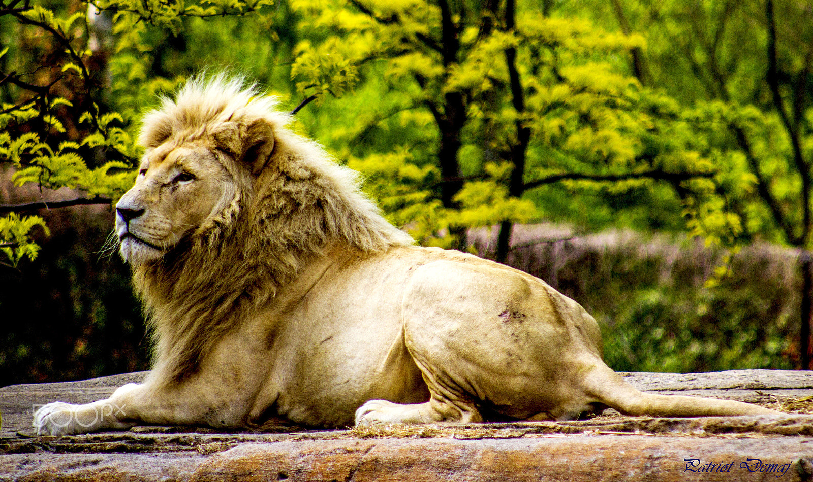Canon EOS 600D (Rebel EOS T3i / EOS Kiss X5) + EF75-300mm f/4-5.6 sample photo. Lion photography