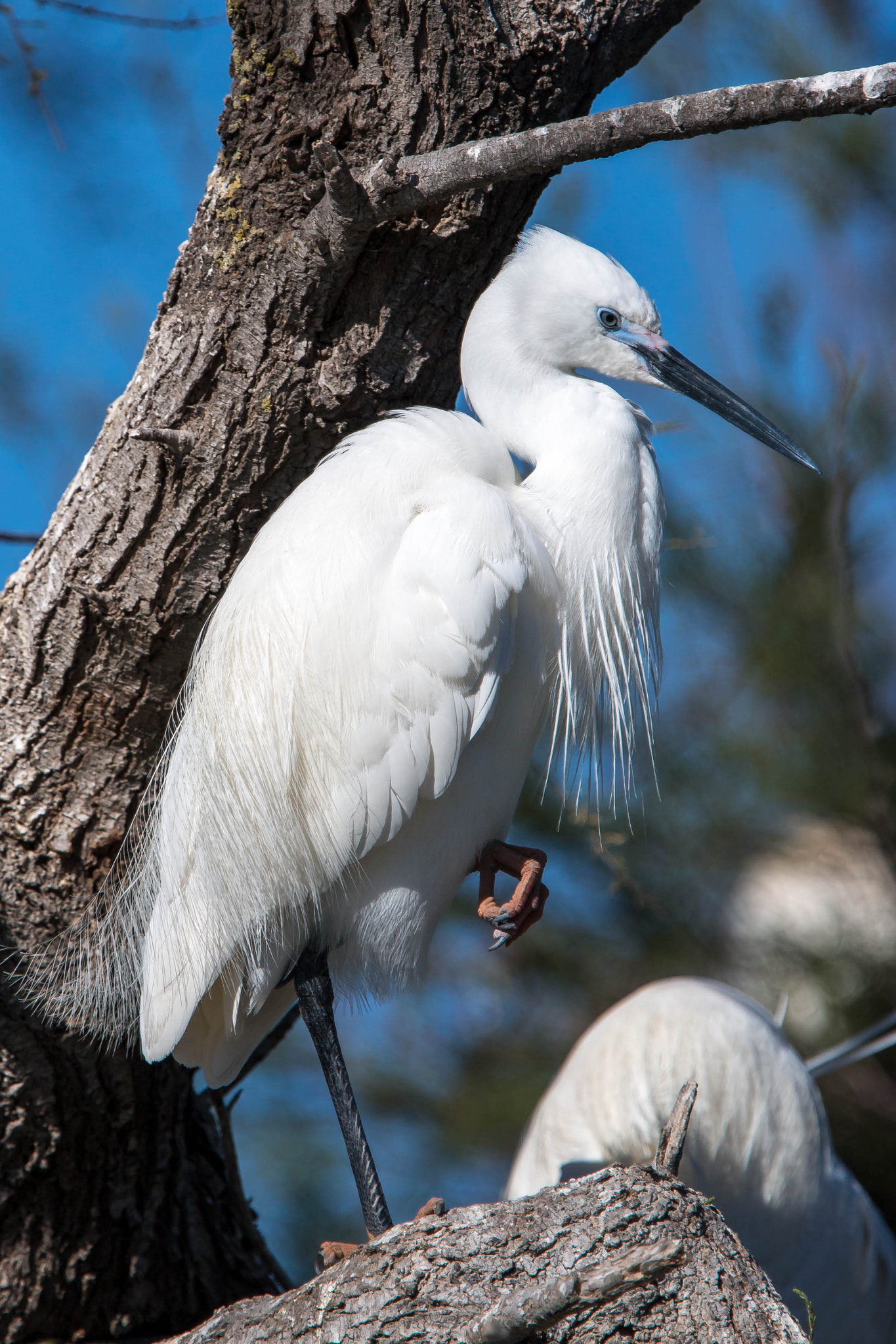 Canon EOS 70D sample photo. Aigrette garzette photography