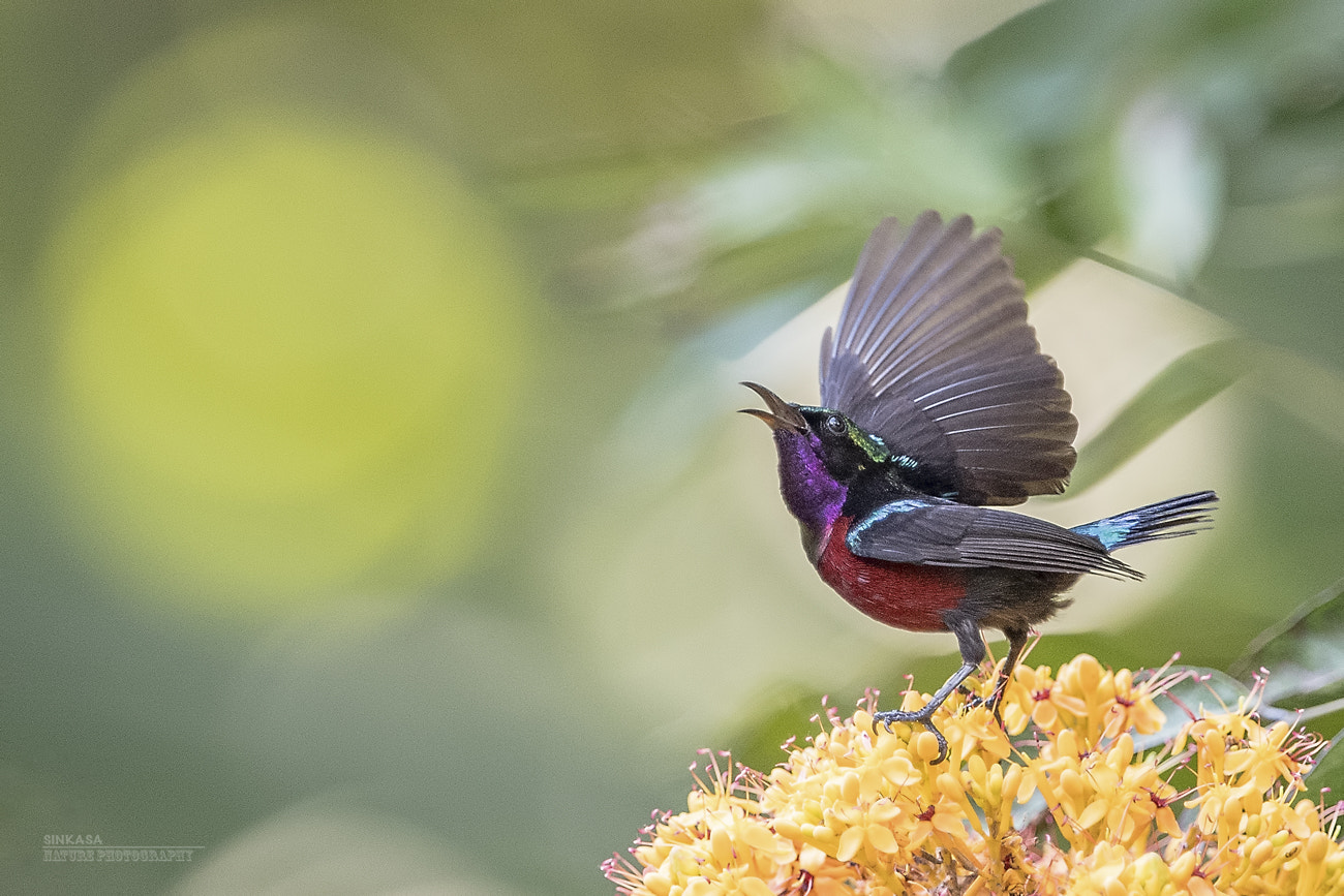 Nikon D5 sample photo. Purple throated sunbird photography