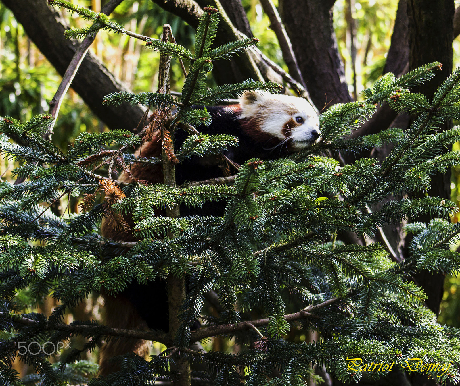 Canon EOS 600D (Rebel EOS T3i / EOS Kiss X5) + EF75-300mm f/4-5.6 sample photo. Panda rosso photography