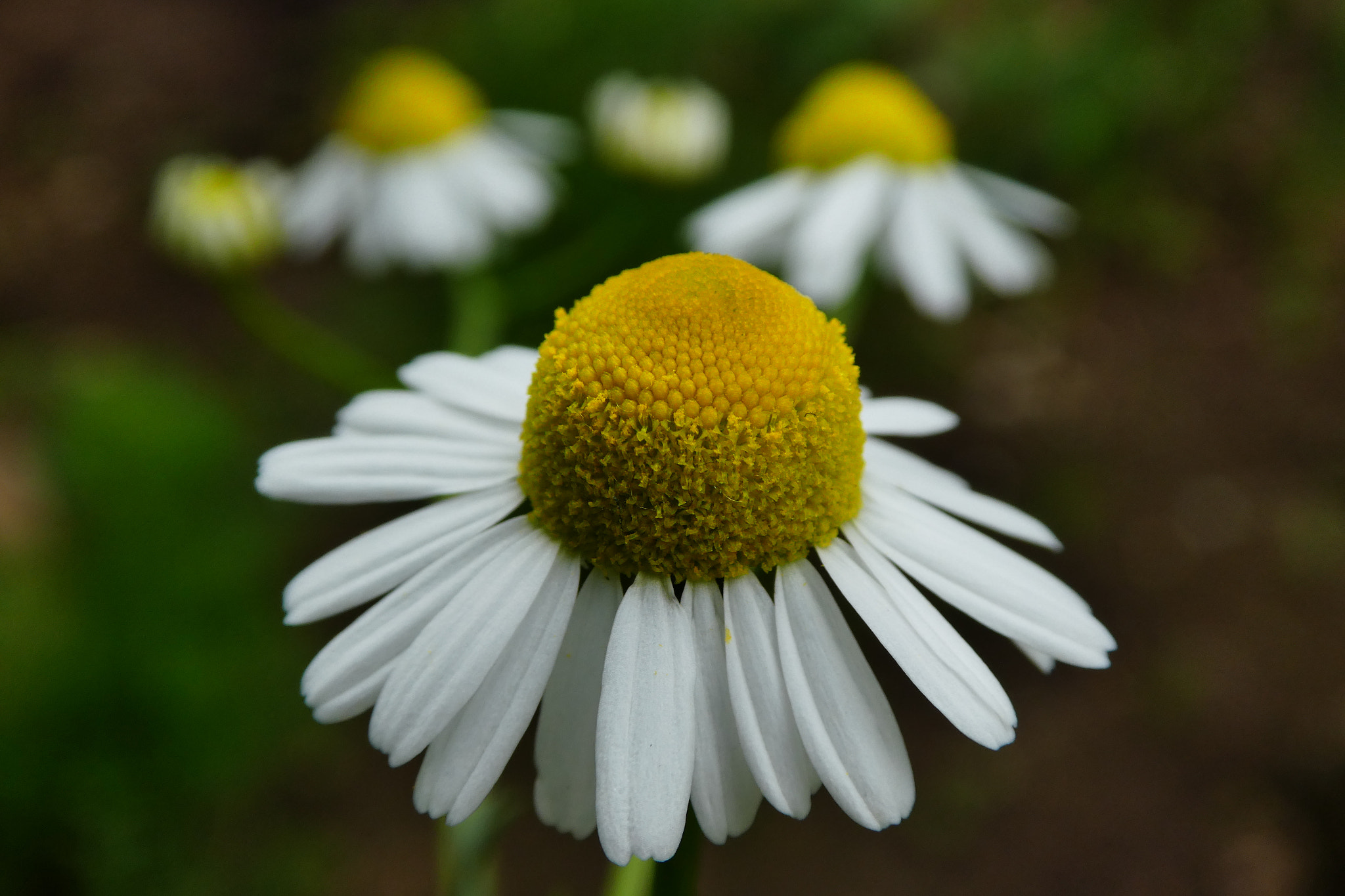 Panasonic DMC-TZ85 sample photo. Chamomile photography