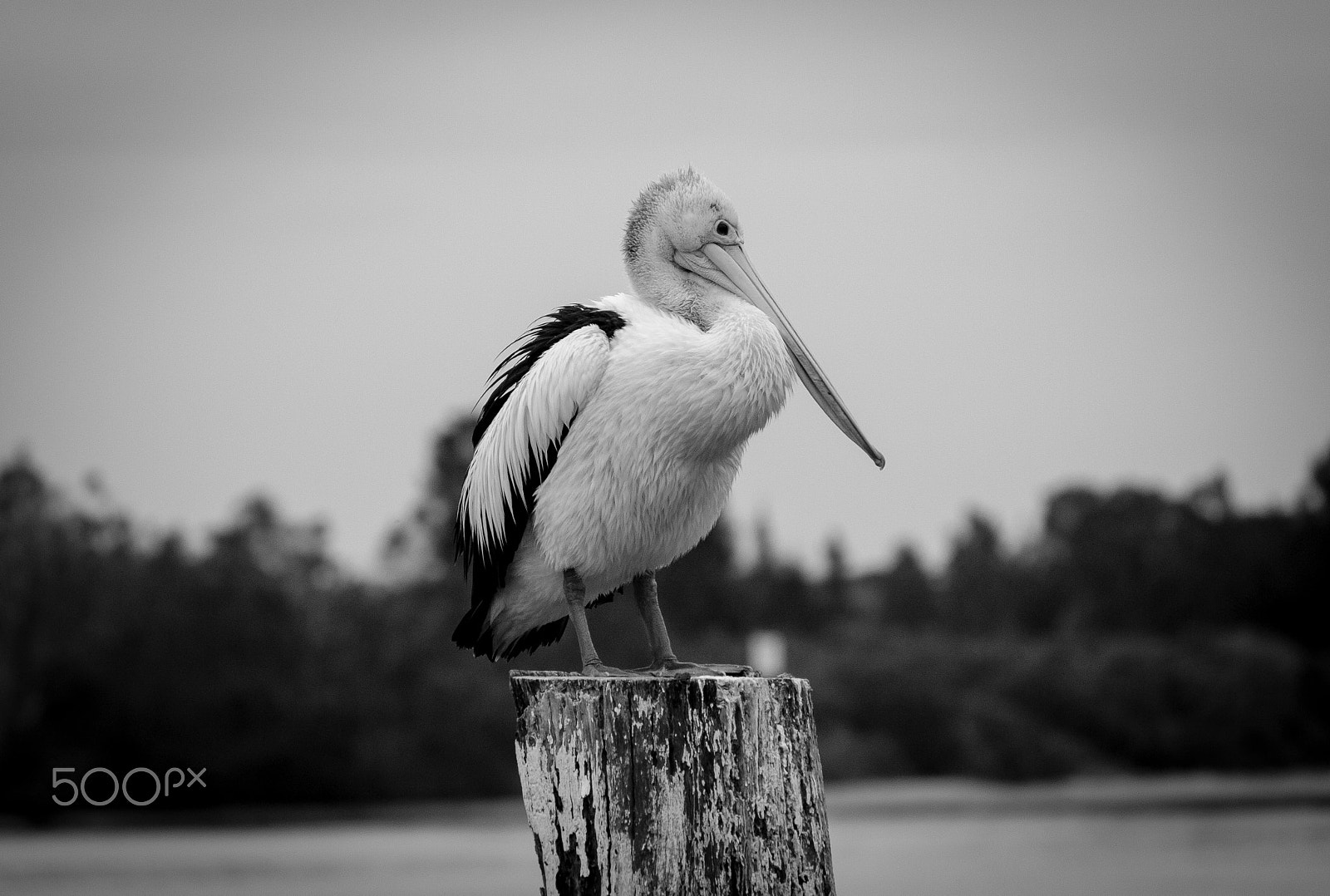 Canon EF-S 55-250mm F4-5.6 IS sample photo. Australian pelican photography