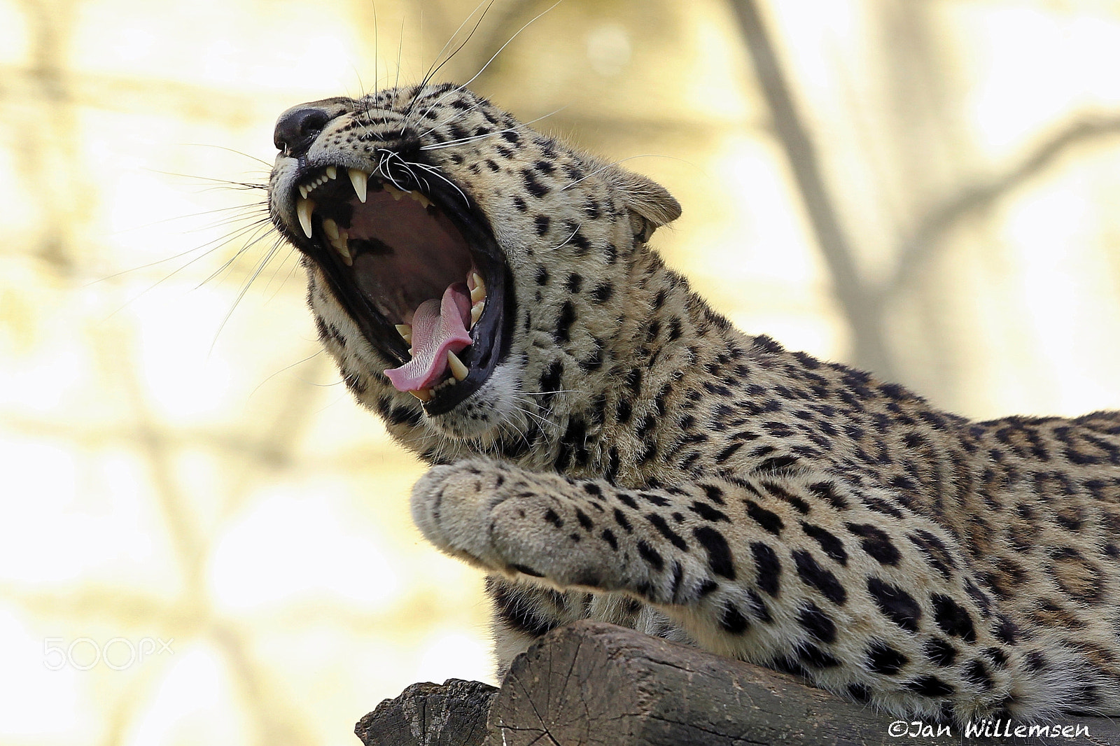 Canon EF 300mm F2.8L IS II USM sample photo. Persian leopard photography