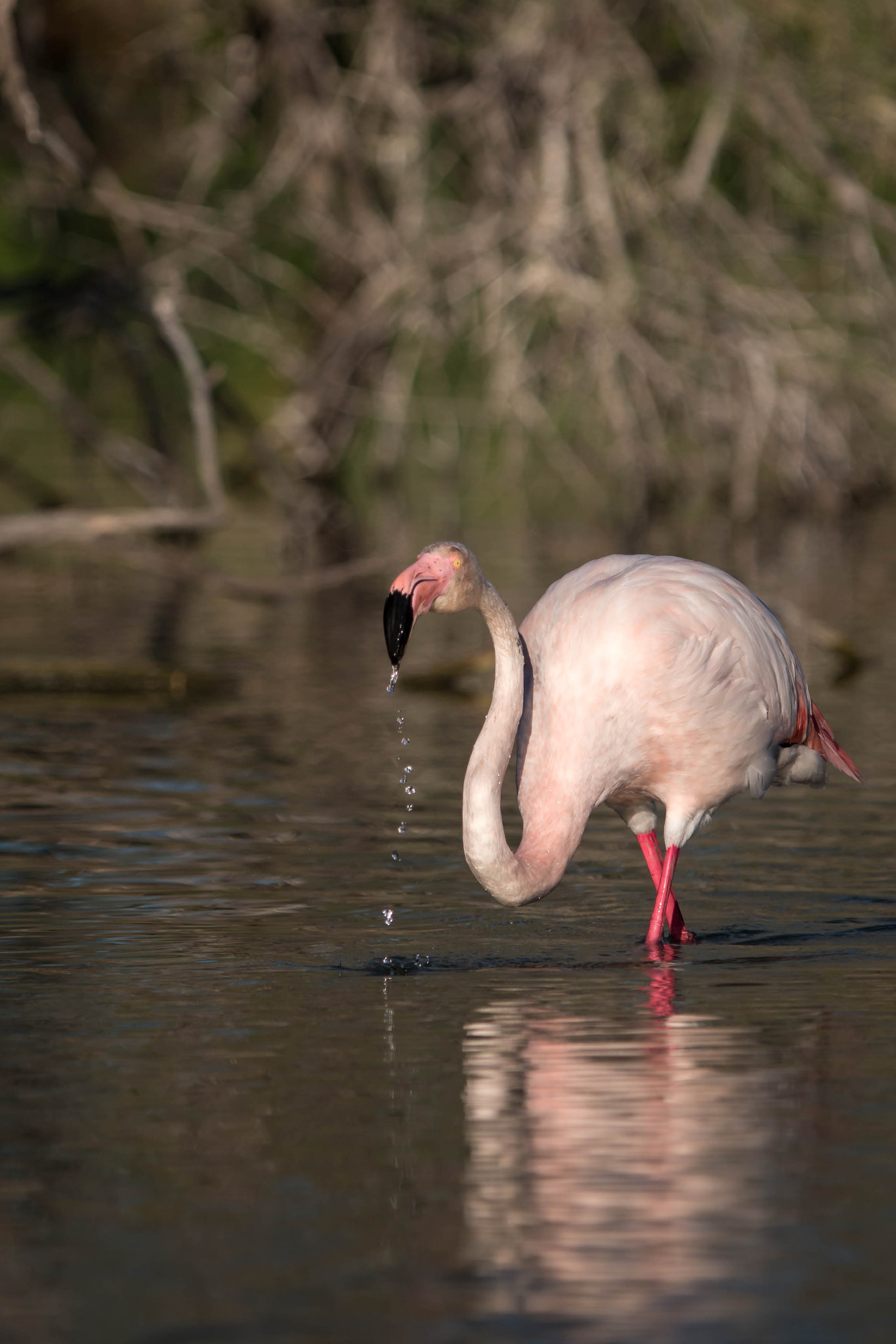 Canon EF 300mm F2.8L IS USM sample photo. Flamant et gouttelettes photography