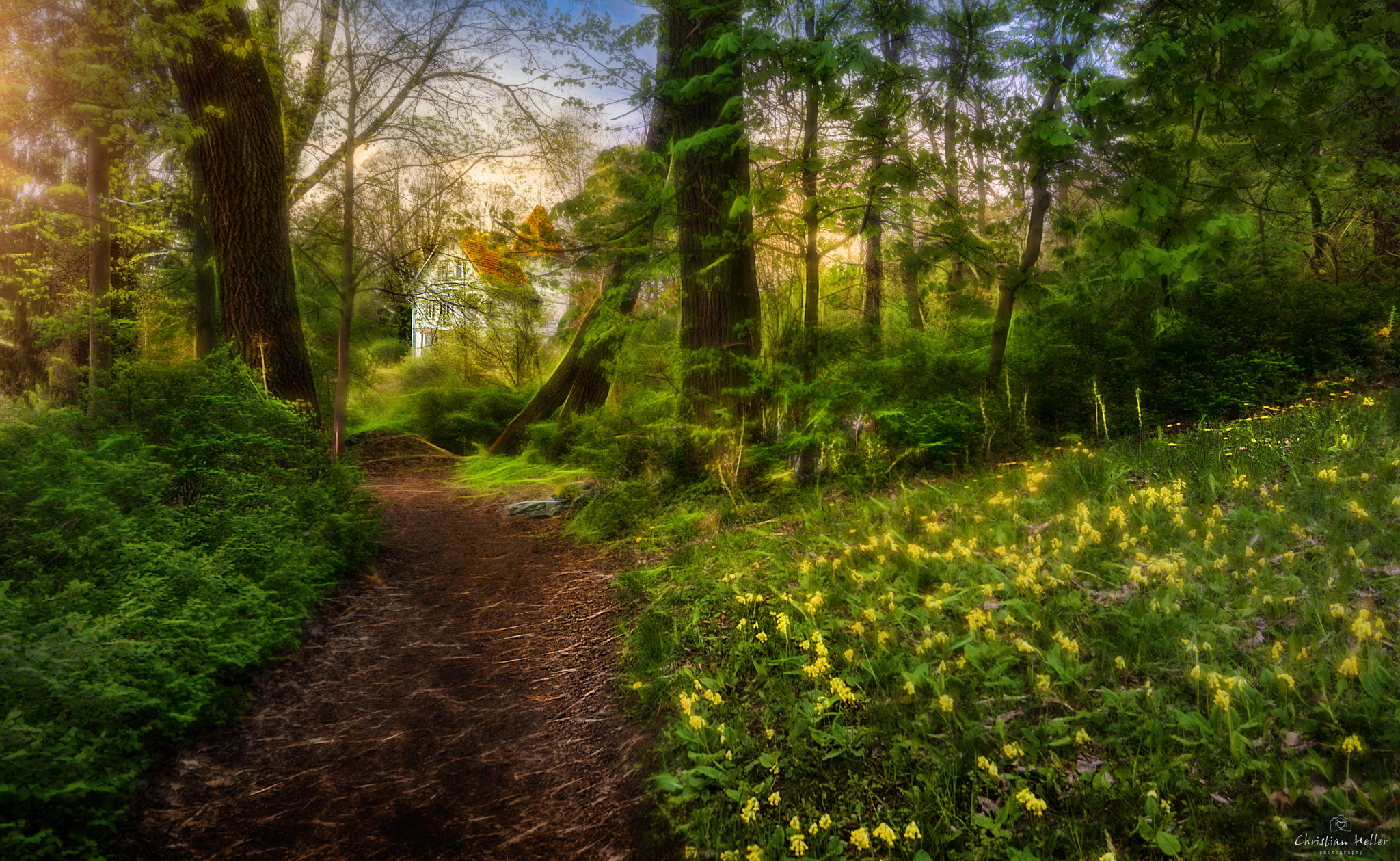 Sigma 10-20mm F4-5.6 EX DC HSM sample photo. Wood peace photography