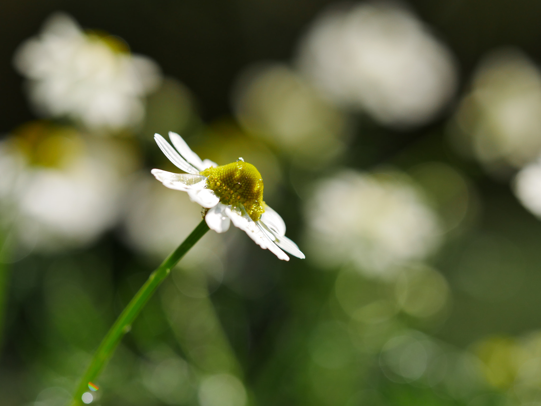 Panasonic Lumix DMC-GX85 (Lumix DMC-GX80 / Lumix DMC-GX7 Mark II) + Olympus M.Zuiko Digital ED 60mm F2.8 Macro sample photo. Chamomile photography