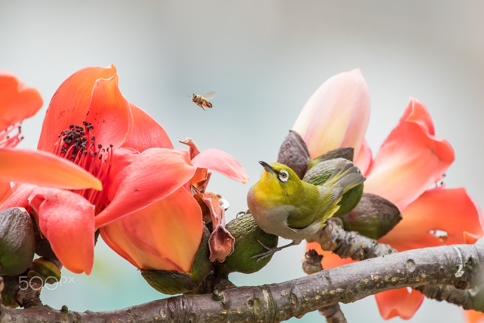 Canon EF 100-400mm F4.5-5.6L IS USM sample photo. 細看紅棉(2) photography