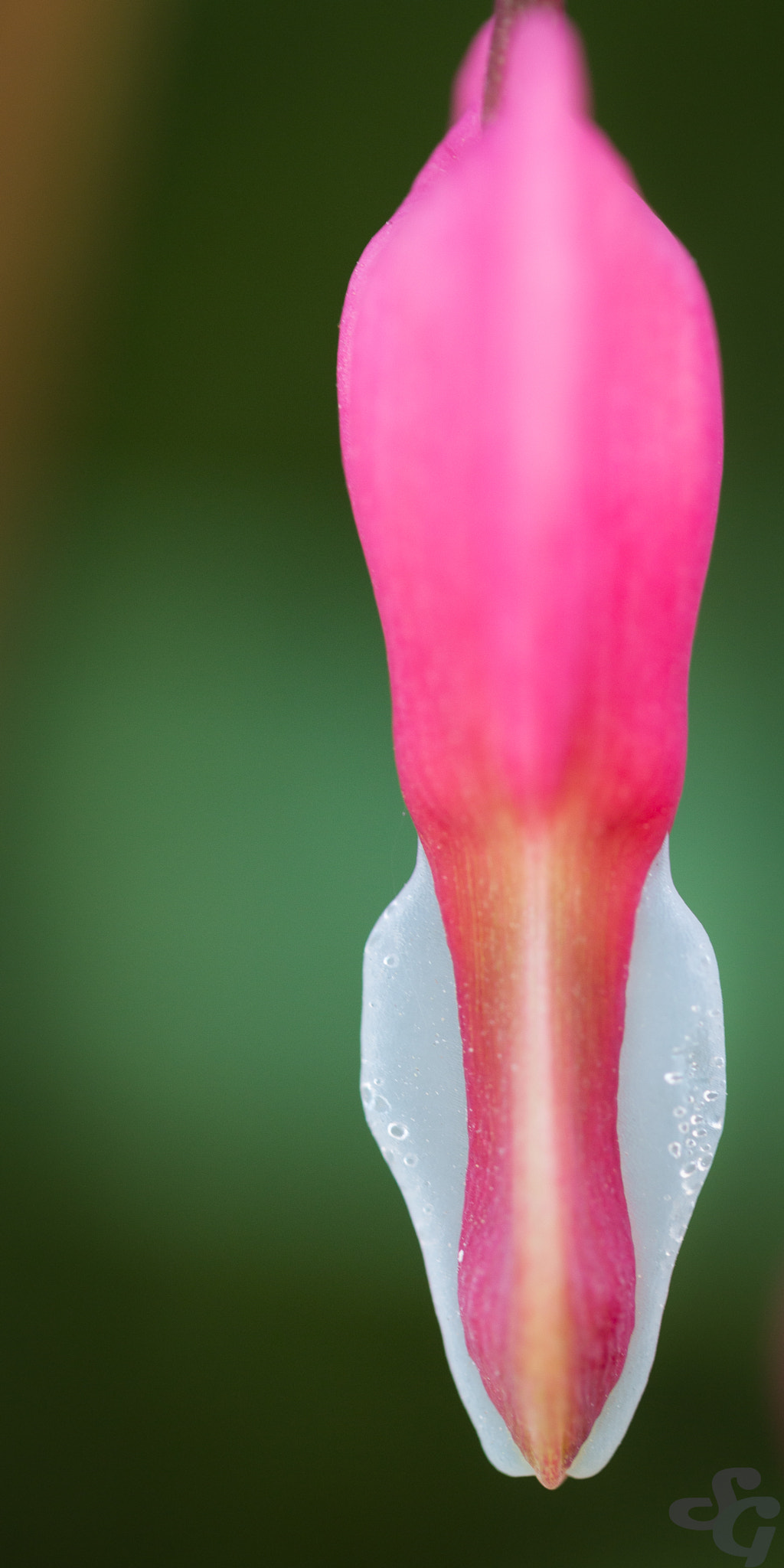 Canon EF-S 60mm F2.8 Macro USM sample photo. En plein coeur photography