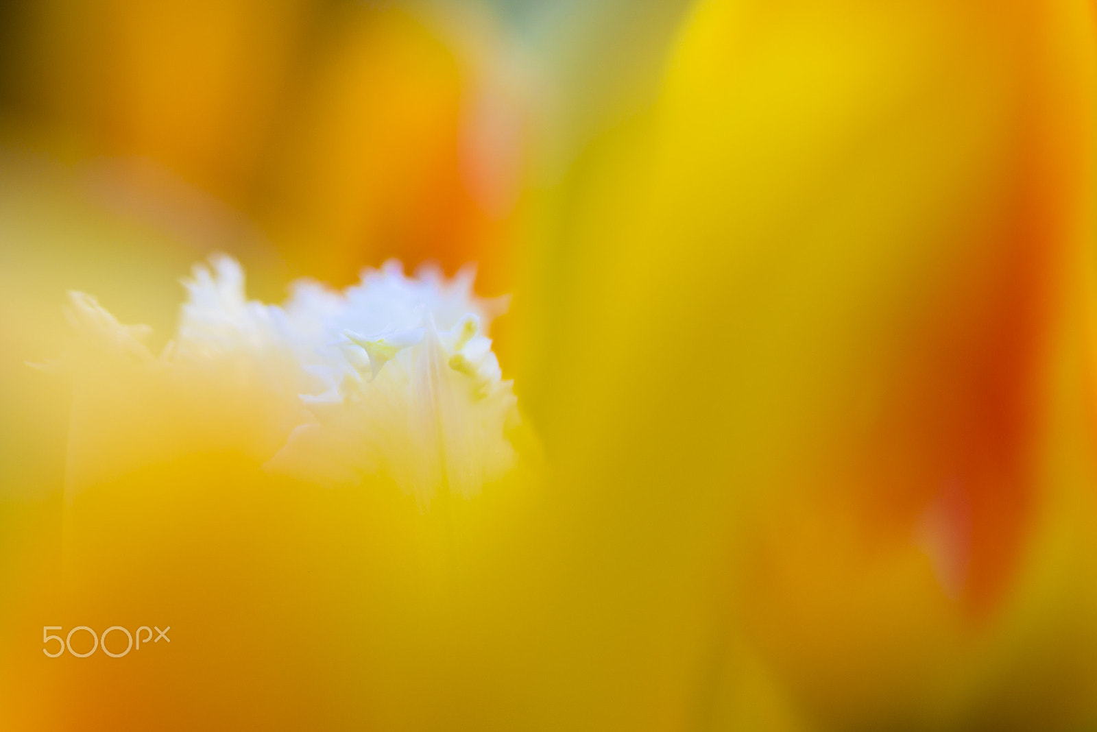 Nikon AF-S Micro-Nikkor 105mm F2.8G IF-ED VR sample photo. In_the_middle photography
