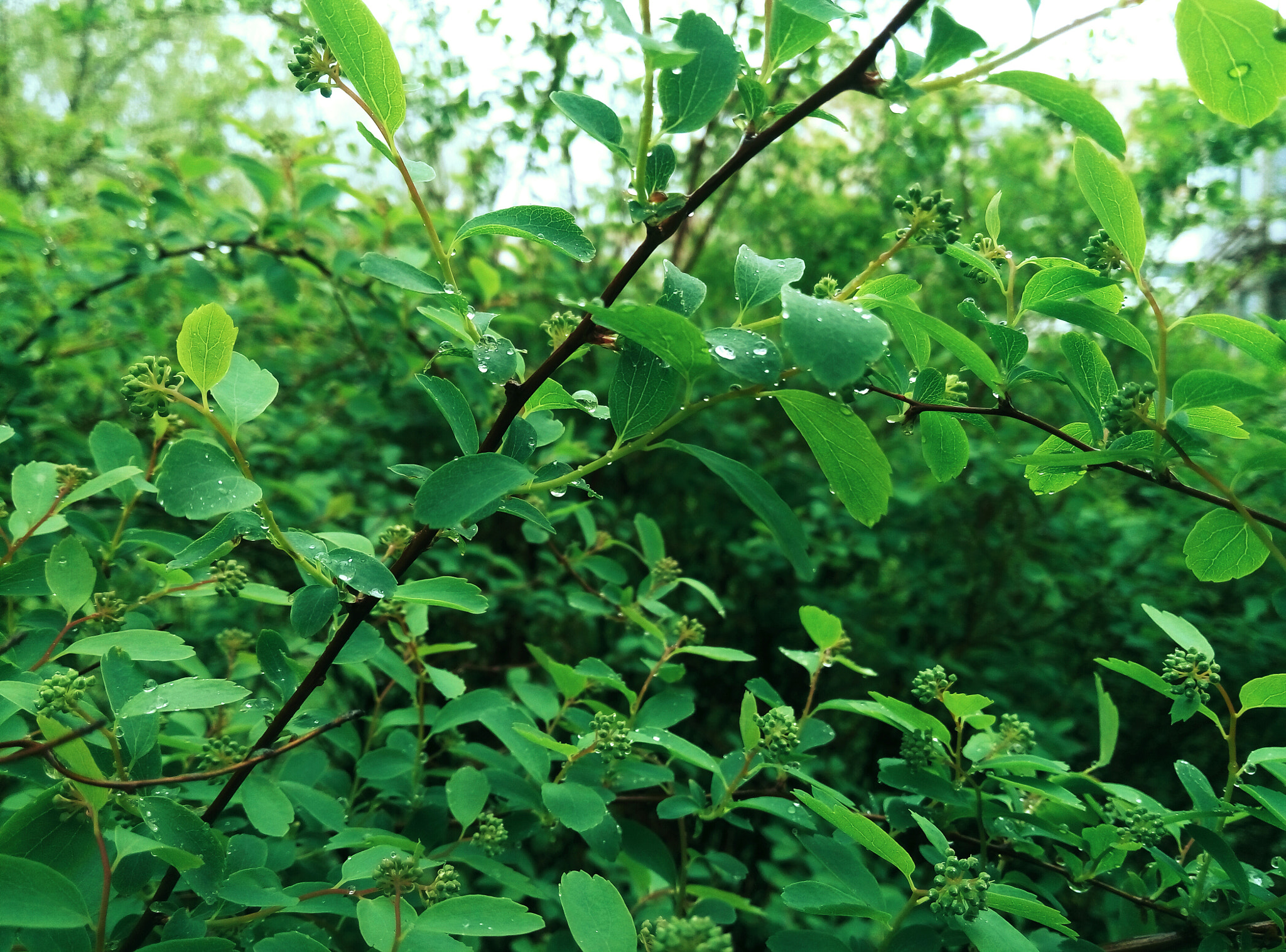 Meizu m2 sample photo