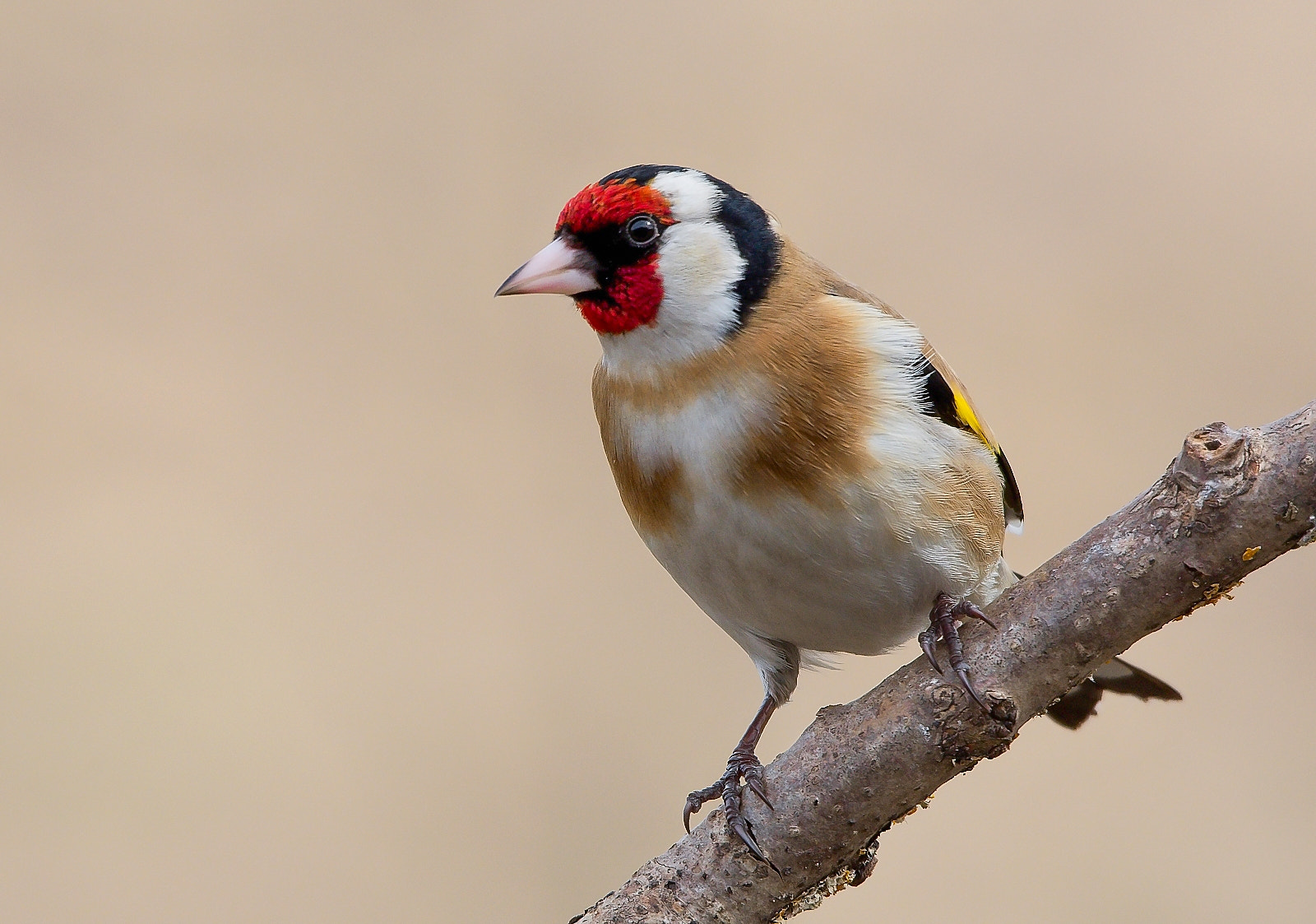 Sigma 120-400mm F4.5-5.6 DG OS HSM sample photo. Goldfinch photography