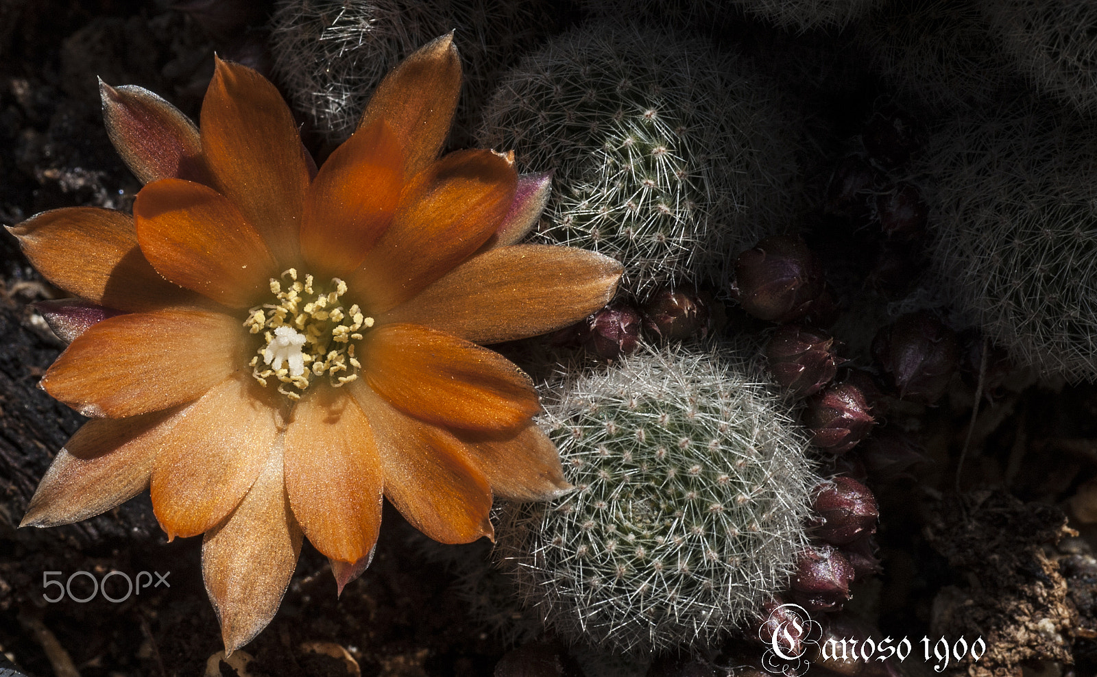 Nikon D700 sample photo. Cactus photography