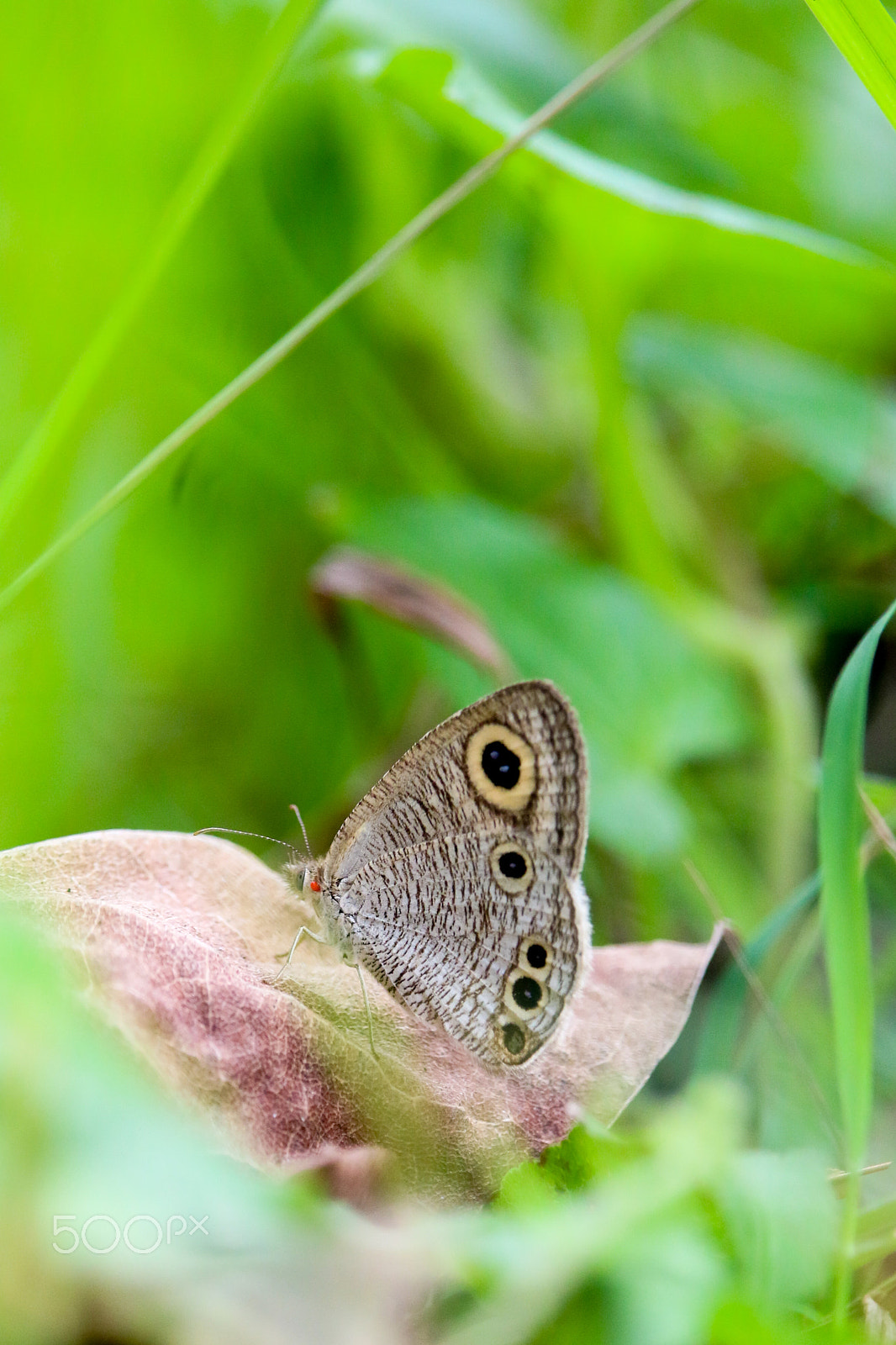 Canon EF-S 55-250mm F4-5.6 IS STM sample photo. Garden lizard & butterfly photography