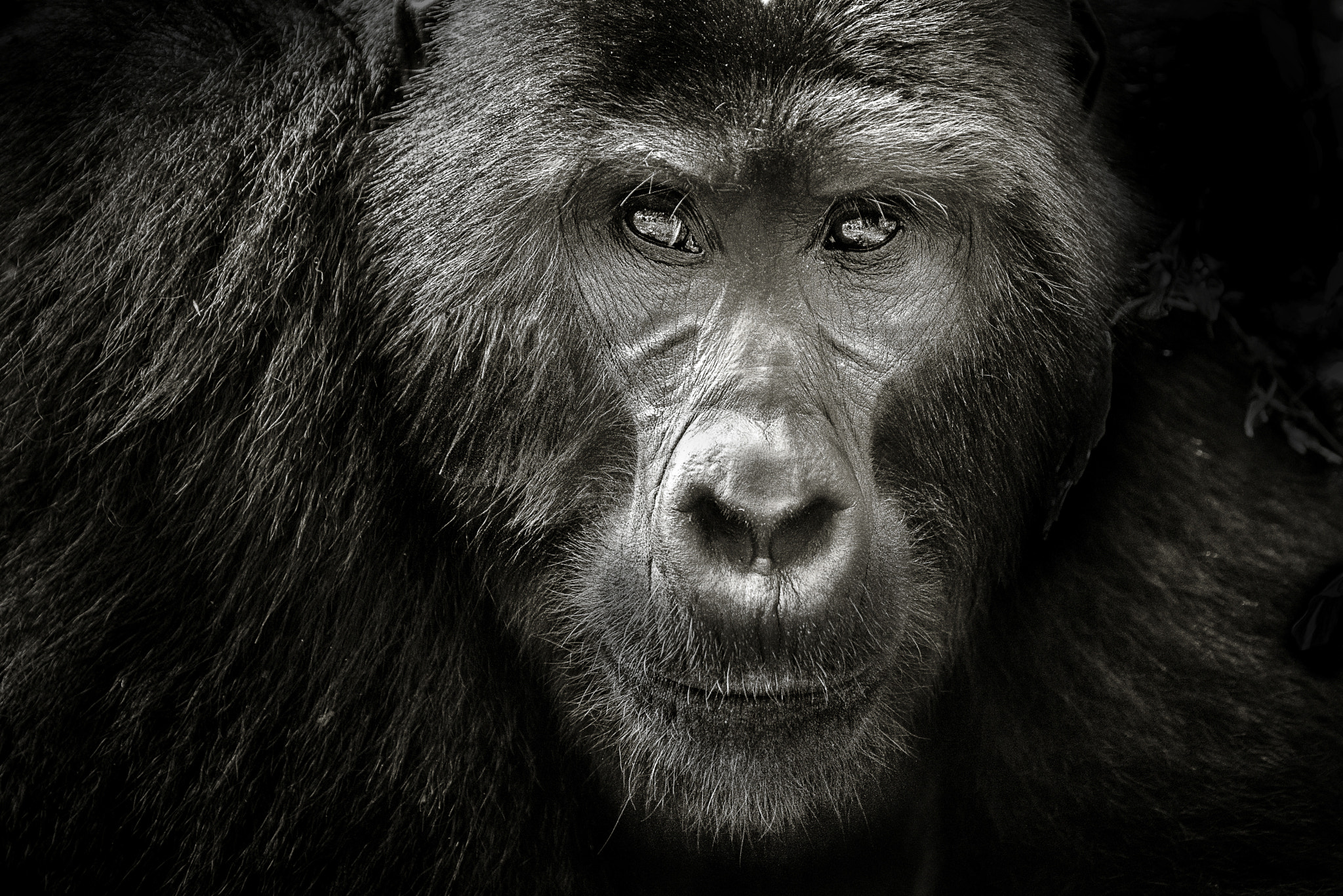 Nikon D800 + Nikon AF-S Nikkor 70-200mm F4G ED VR sample photo. Mountain gorilla photography