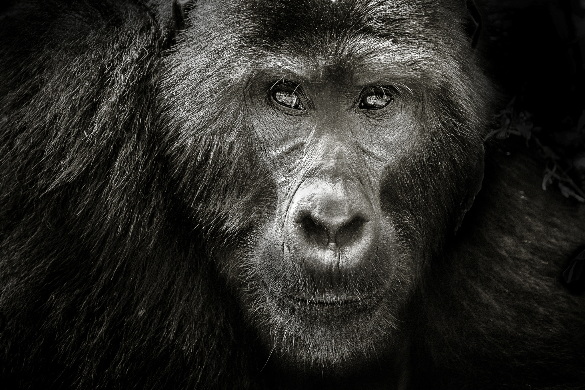 Nikon AF-S Nikkor 70-200mm F4G ED VR sample photo. Mountain gorilla photography