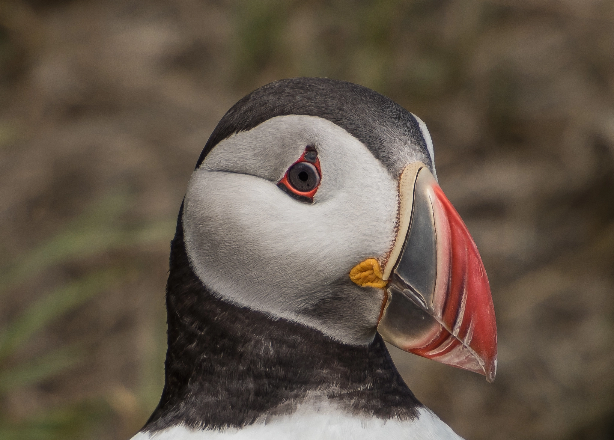 Nikon D810 sample photo. Sky full of puffins photography