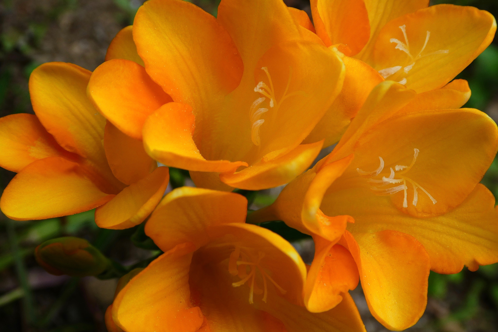 Panasonic DMC-TZ85 sample photo. Yellow flowers photography