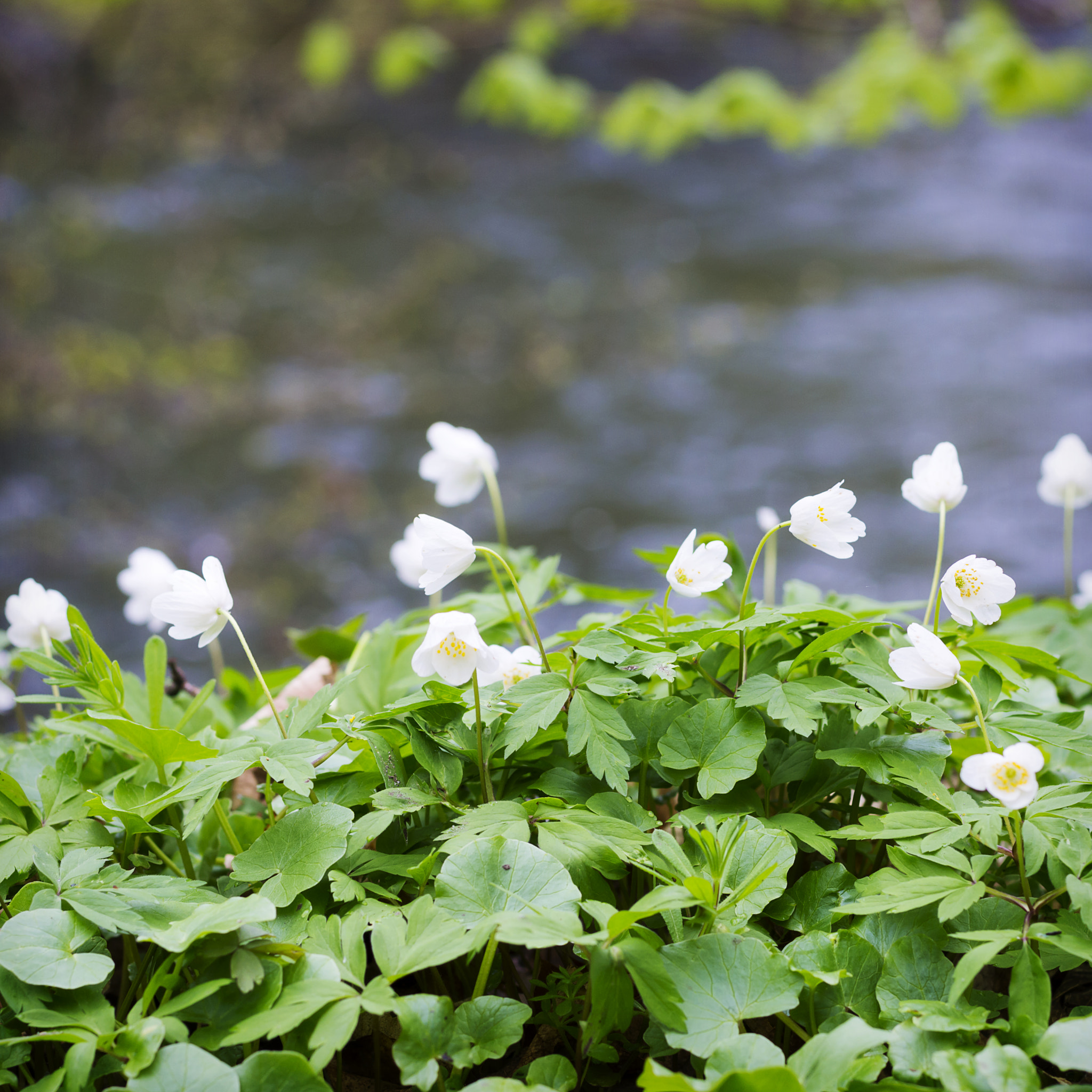 Nikon D7200 + Nikon AF-S Nikkor 50mm F1.8G sample photo. Spring photography