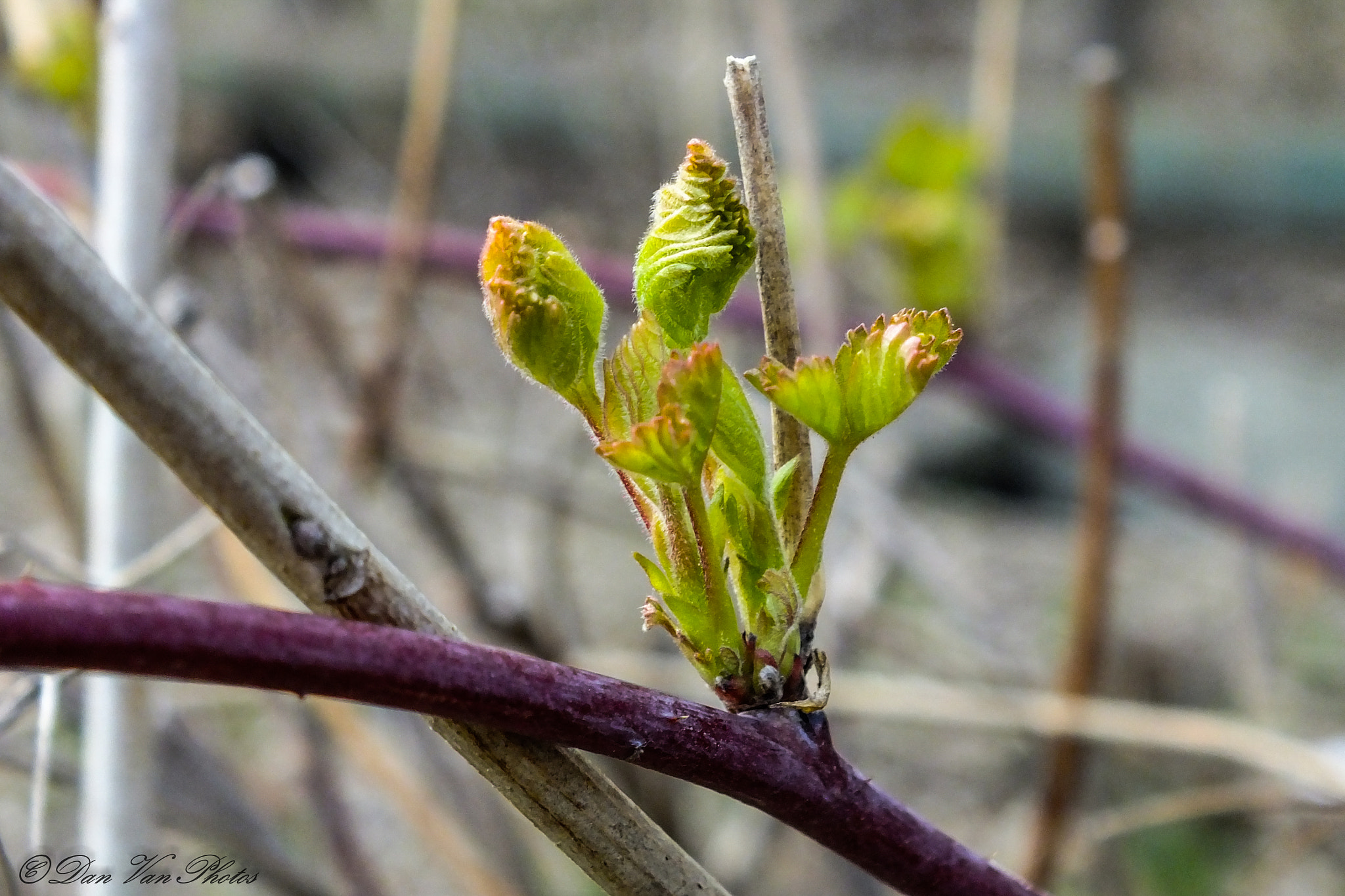 Fujifilm FinePix HS25EXR sample photo. Spring buds 03 photography