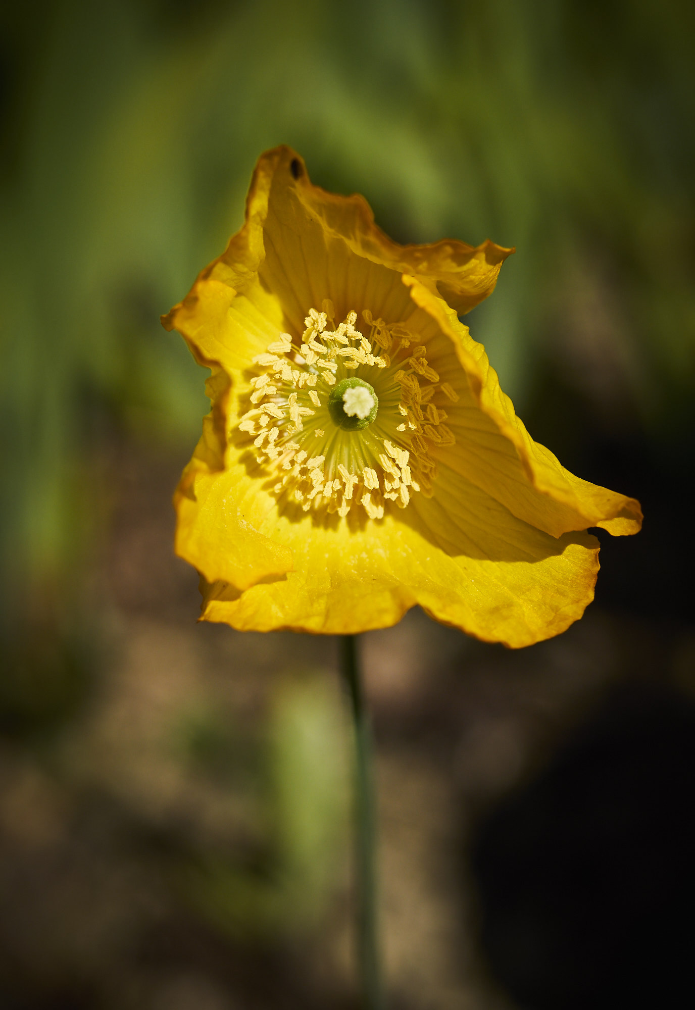 Olympus M.ZUIKO DIGITAL ED 12-40mm 1:2.8 sample photo. Welsh poppy 1 photography