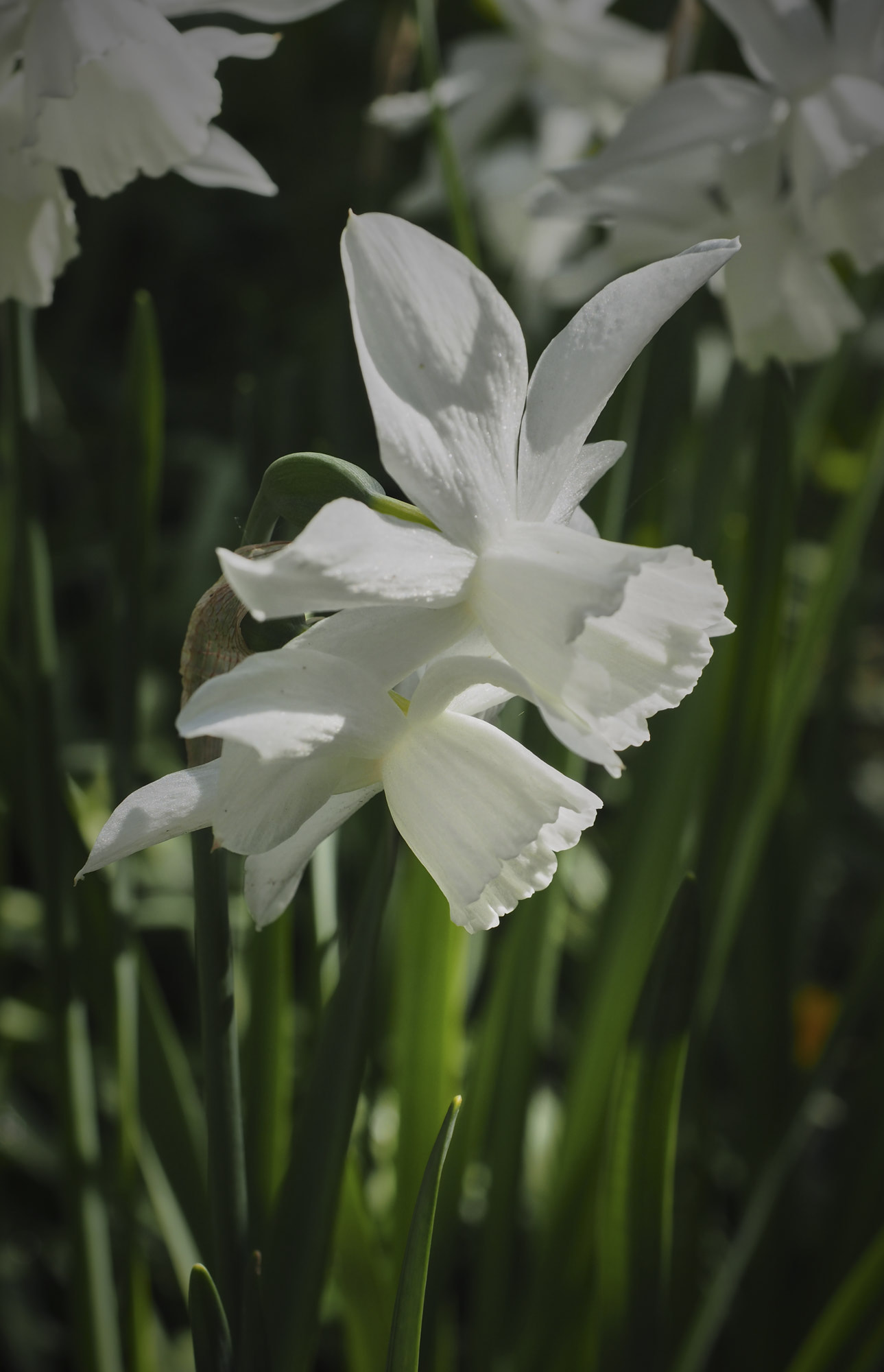 Olympus PEN-F + Olympus M.Zuiko Digital ED 12-40mm F2.8 Pro sample photo. White narcissus 1 photography