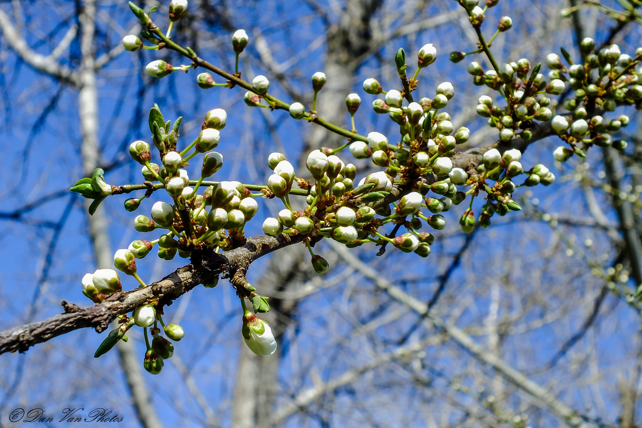 Fujifilm FinePix HS25EXR sample photo. Spring buds 05 photography