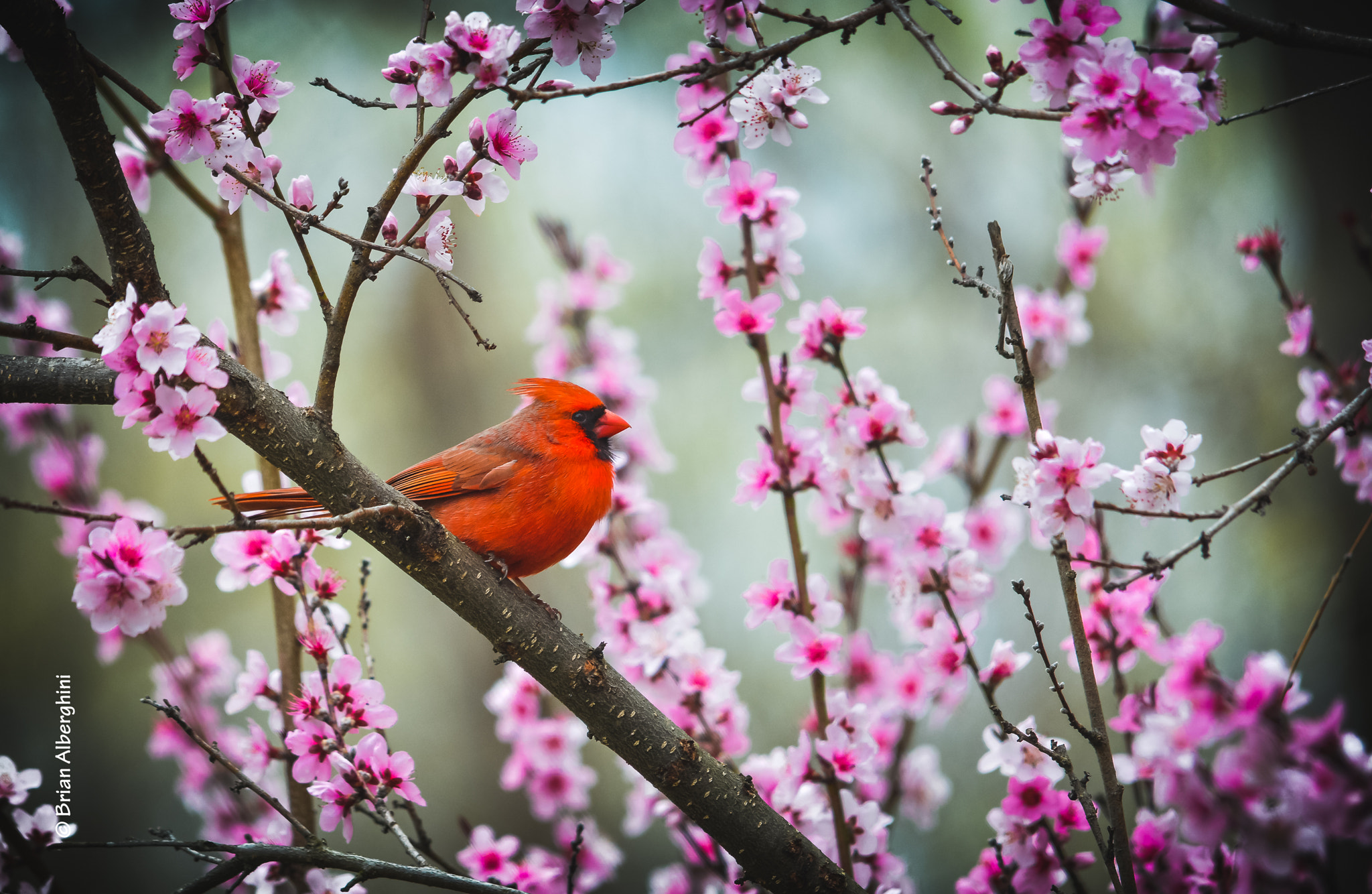 Sigma 150-500mm F5-6.3 DG OS HSM sample photo. Peachy cardinal photography