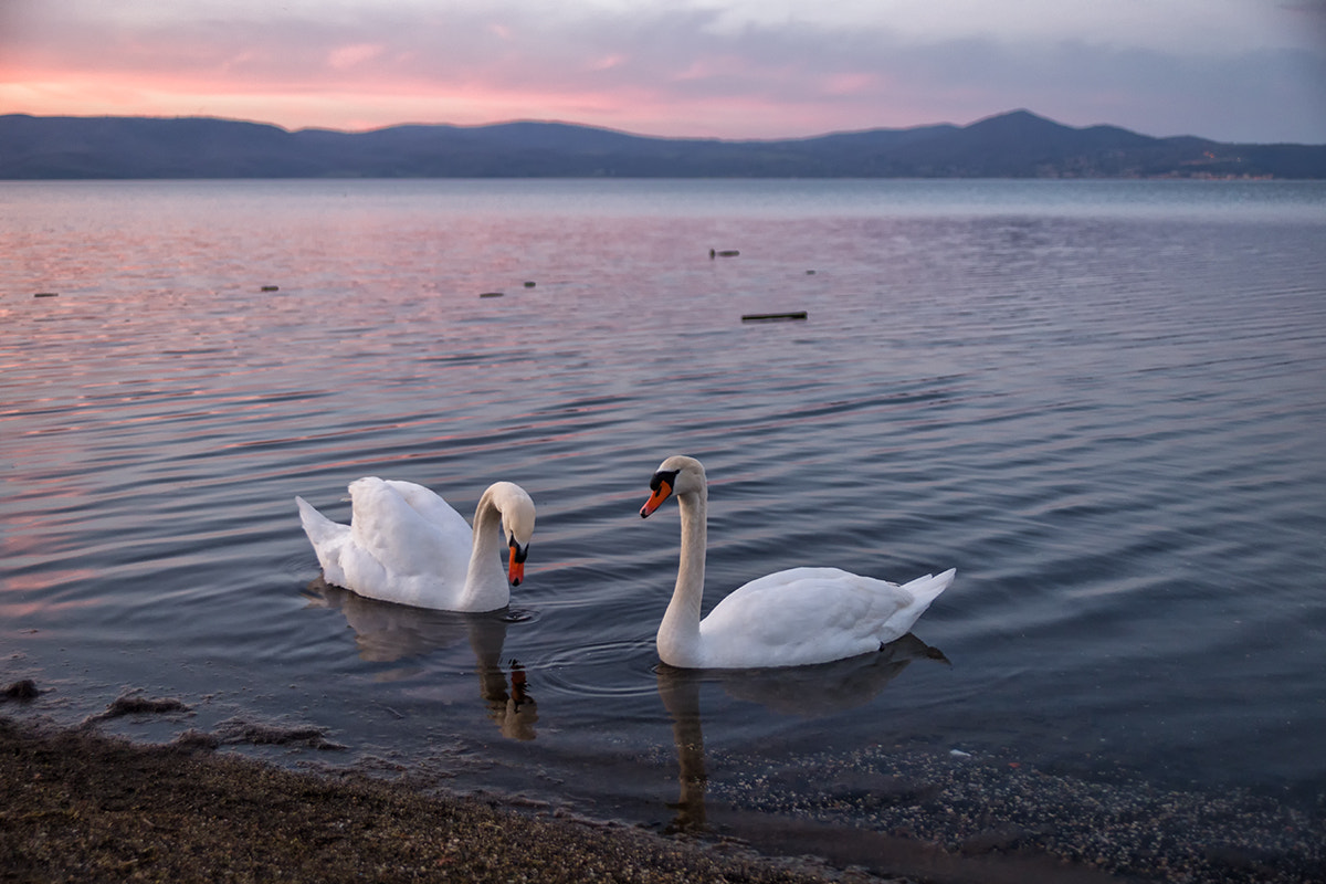 Canon EOS 6D sample photo. Sunset swans photography