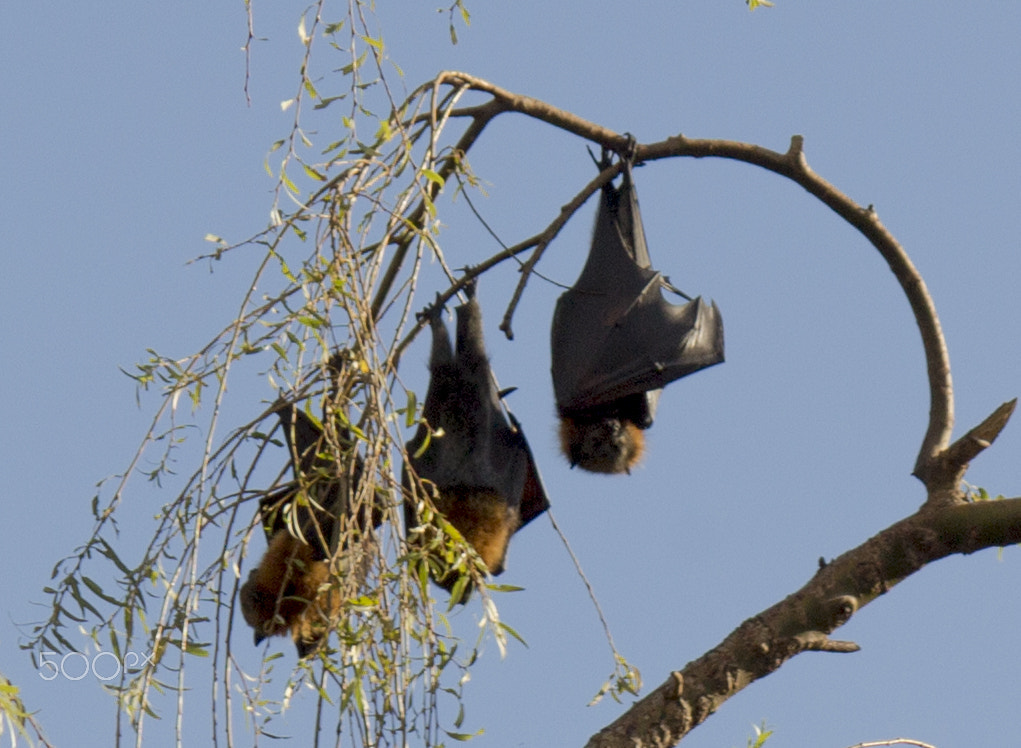 Canon EF-S 55-250mm F4-5.6 IS sample photo. Fruitbats photography