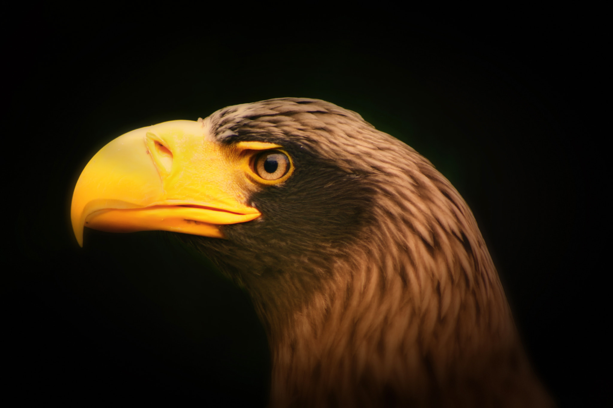 Canon EOS 1000D (EOS Digital Rebel XS / EOS Kiss F) + EF75-300mm f/4-5.6 sample photo. Stellars eagle portrait photography